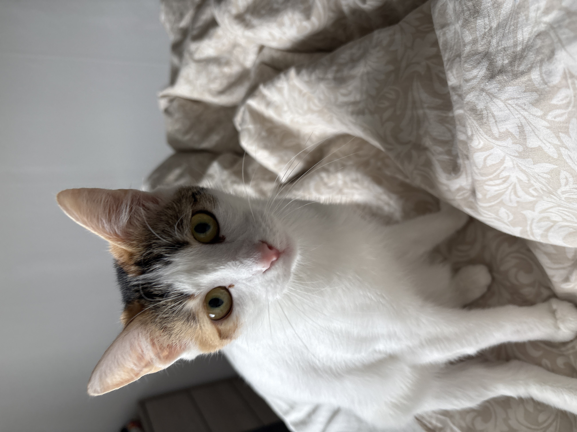 A calico cat sits on a rumpled bed with a light-colored, patterned duvet. The cat is predominantly white with patches of orange, black, and brown on its head and back. Its eyes are green and its nose is pink. The background is out of focus, showing a wall and a dresser. There are no people or any identifying Plovdiv, Bulgaria landmarks visible in the image.