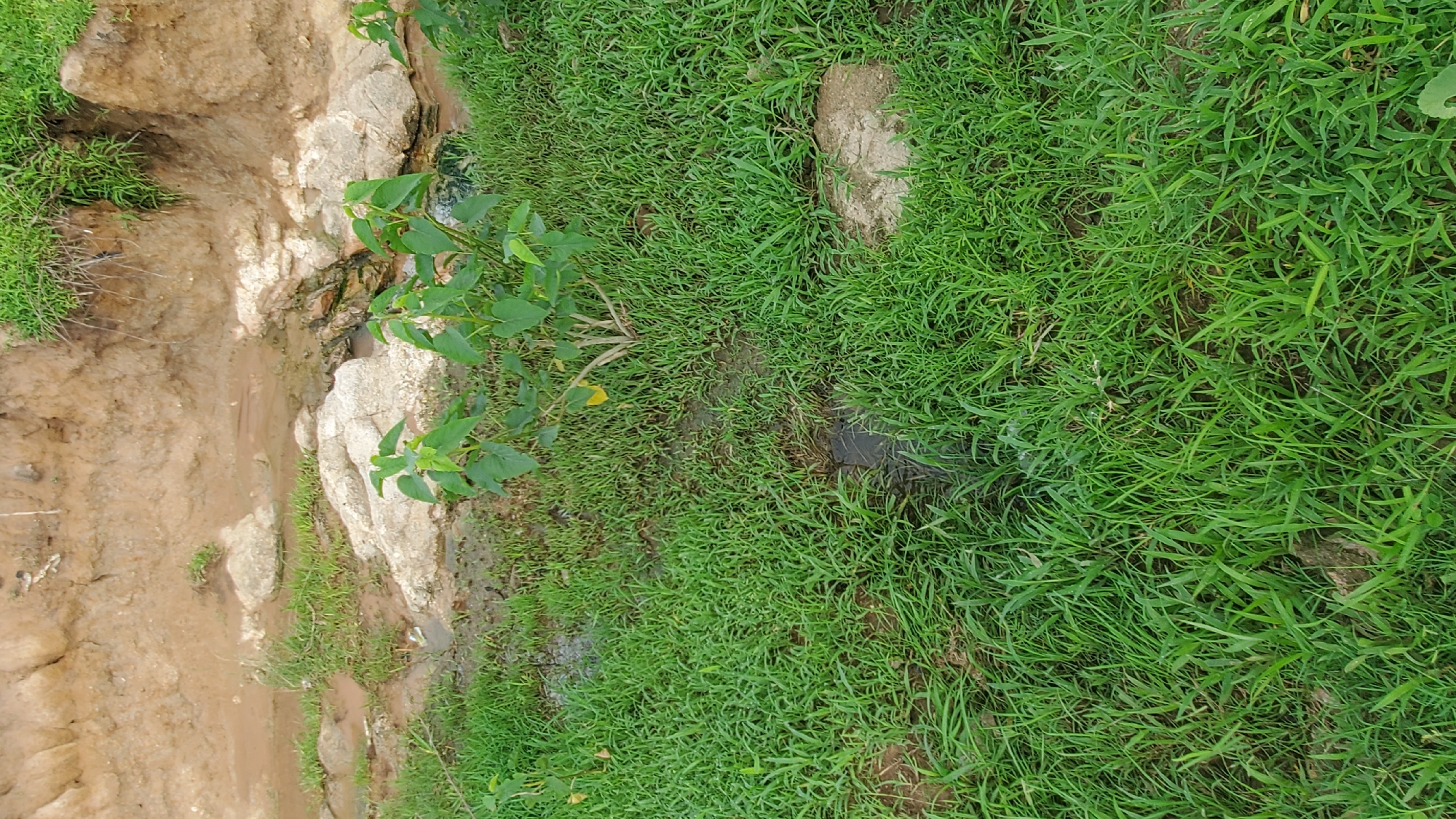 An aerial view of a natural environment with lush green grass, a small stream, and earthy banks. The stream appears shallow with some rocks and mud visible along its edges. A small, leafy plant grows near the stream, and the ground is uneven with patches of wet soil. The overall scene suggests a rural or undeveloped area with natural water features and vegetation.