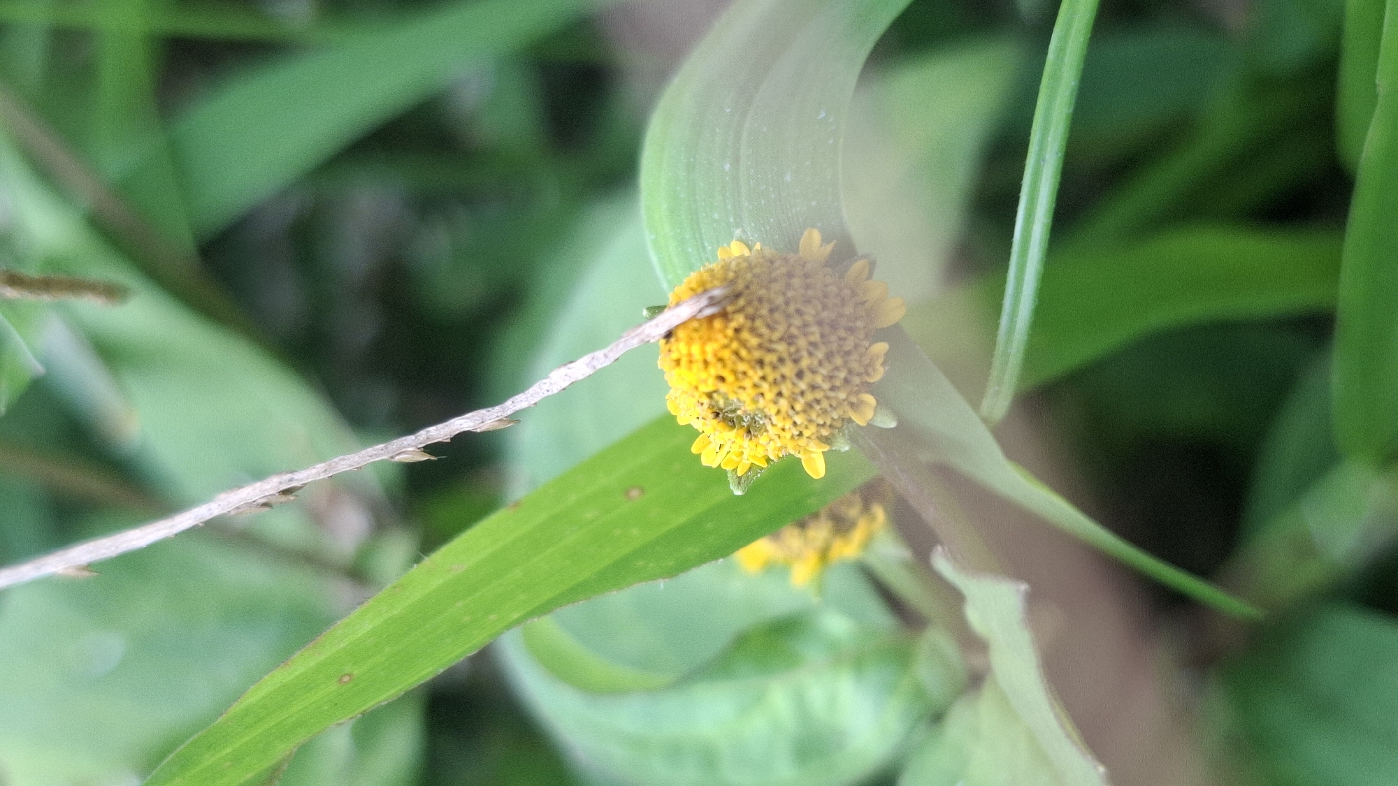 A close-up photograph captures a small, yellow flower with a dark center surrounded by green foliage. The flower appears to be a composite flower, possibly part of the Asteraceae family, with tiny ray florets and disc florets. A thin, dry stem with small barbs crosses diagonally over the flower, obscuring a portion of it. The background is softly blurred, with various shades of green indicating lush vegetation. The image is taken in Rahong, Indonesia, suggesting a natural, outdoor environment.