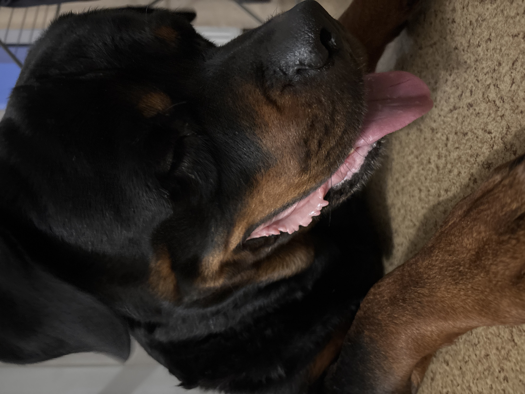 A close-up image shows the head and partial forelegs of a Rottweiler. The dog's mouth is slightly open, revealing a pink tongue and teeth. The dog's fur is predominantly black with tan markings. The background features a neutral-toned, textured surface, likely carpet or fabric. There is no evidence of the city of Perm, Russia in this image.