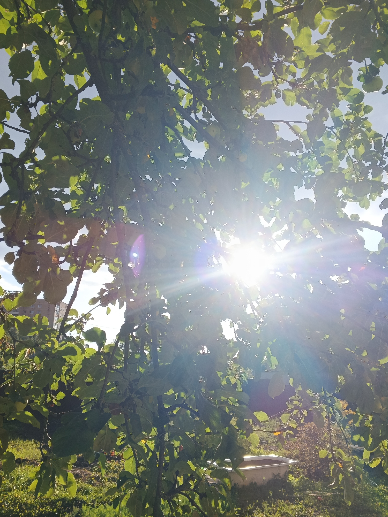 The image shows a close-up view of tree branches and leaves with the sun shining through, creating a bright glare and lens flares. The sun appears to be in the upper center of the frame, with its rays emanating outwards. The leaves are green and lush, with some appearing yellowed or dried. In the background, hints of a building and a bathtub are visible, suggesting an outdoor, possibly residential setting. The ground below is covered in grass and other vegetation. The overall impression is a sun-drenched scene, possibly in a garden or yard.