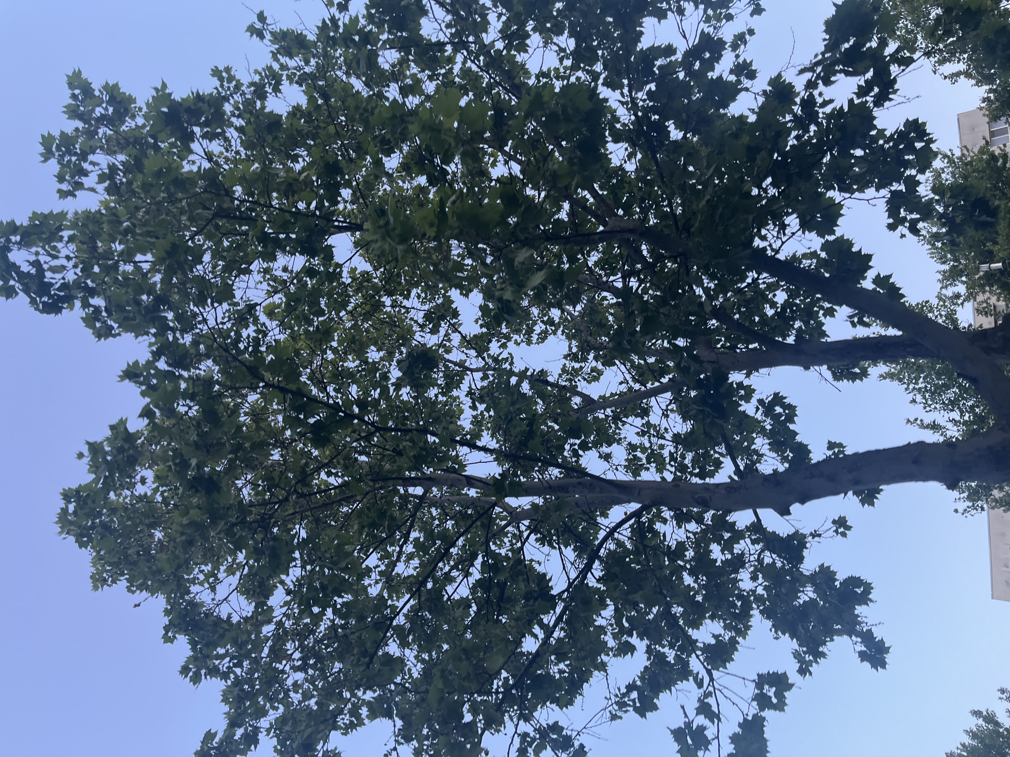 The image is a low-angle shot looking up into the canopy of a tree with green leaves against a light blue sky. The tree has thick branches extending across the frame. A corner of a light-colored building is visible in the upper right. The location is Plovdiv, Bulgaria.