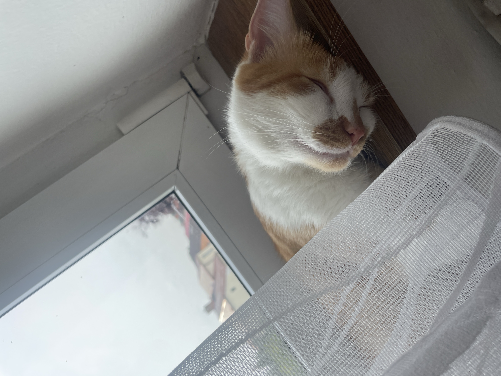 A ginger and white cat is sleeping on a windowsill. The cat is curled up, facing to the right, with its eyes closed and its nose tucked in. A white sheer curtain is draped in the foreground, partially obscuring the cat and the view outside. The window looks out onto a street with buildings that appear to be in Týnec, Czechia. The sky is overcast, suggesting a cloudy or rainy day. The windowsill is made of wood. The overall scene is quiet and peaceful.