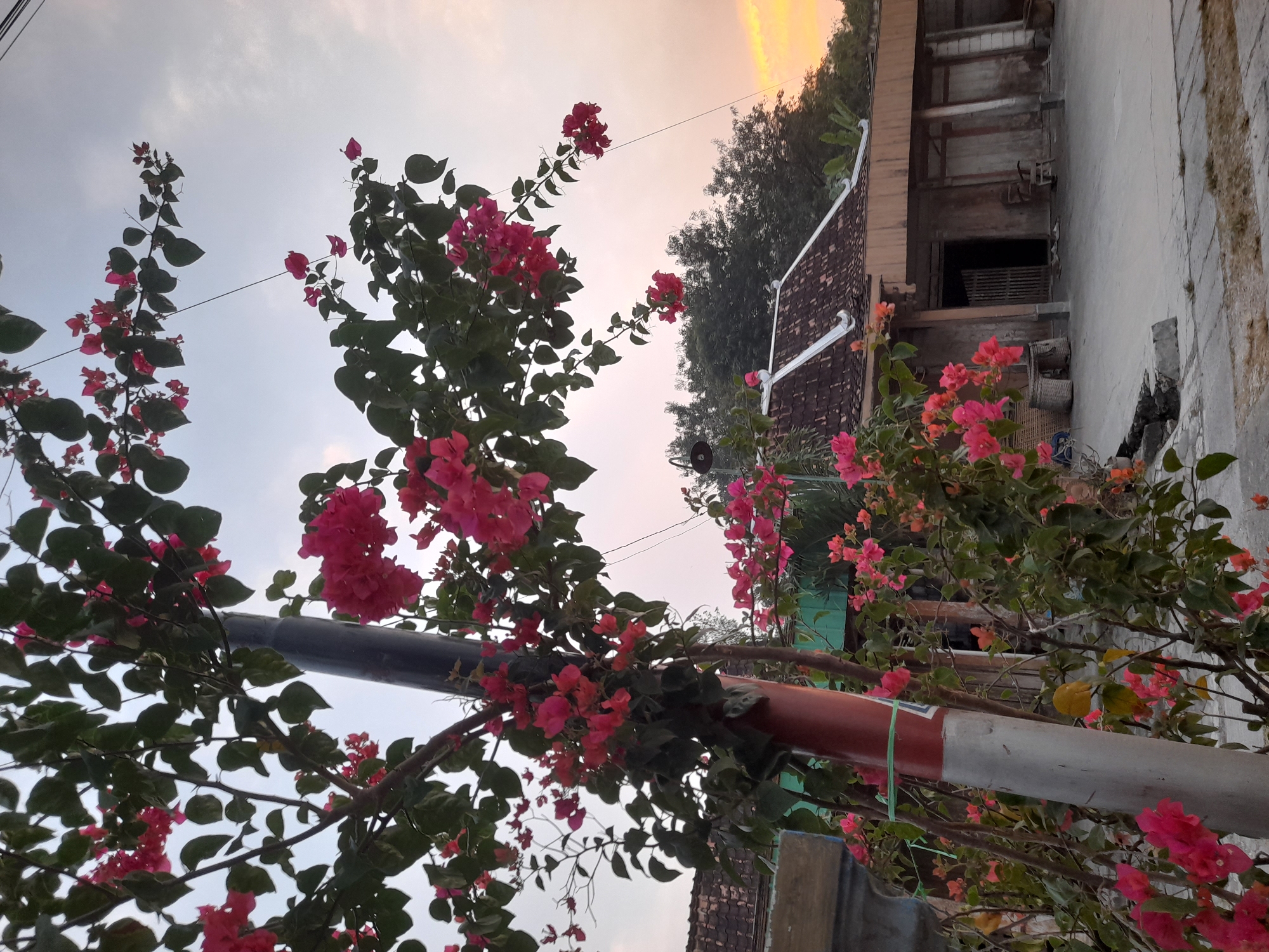 In the city of Pulokulon, Indonesia, an image captures a cluster of vibrant pink bougainvillea flowers cascading over a pole. The flowers are in full bloom, with numerous small, delicate petals forming a dense canopy. Behind the flowers, a traditional Indonesian house is visible, characterized by its tiled roof and wooden structures. The sky above is a soft gradient of orange and pink, suggesting either sunrise or sunset. The scene is tranquil, with no people or animals present. The overall impression is one of natural beauty juxtaposed with rustic architecture.