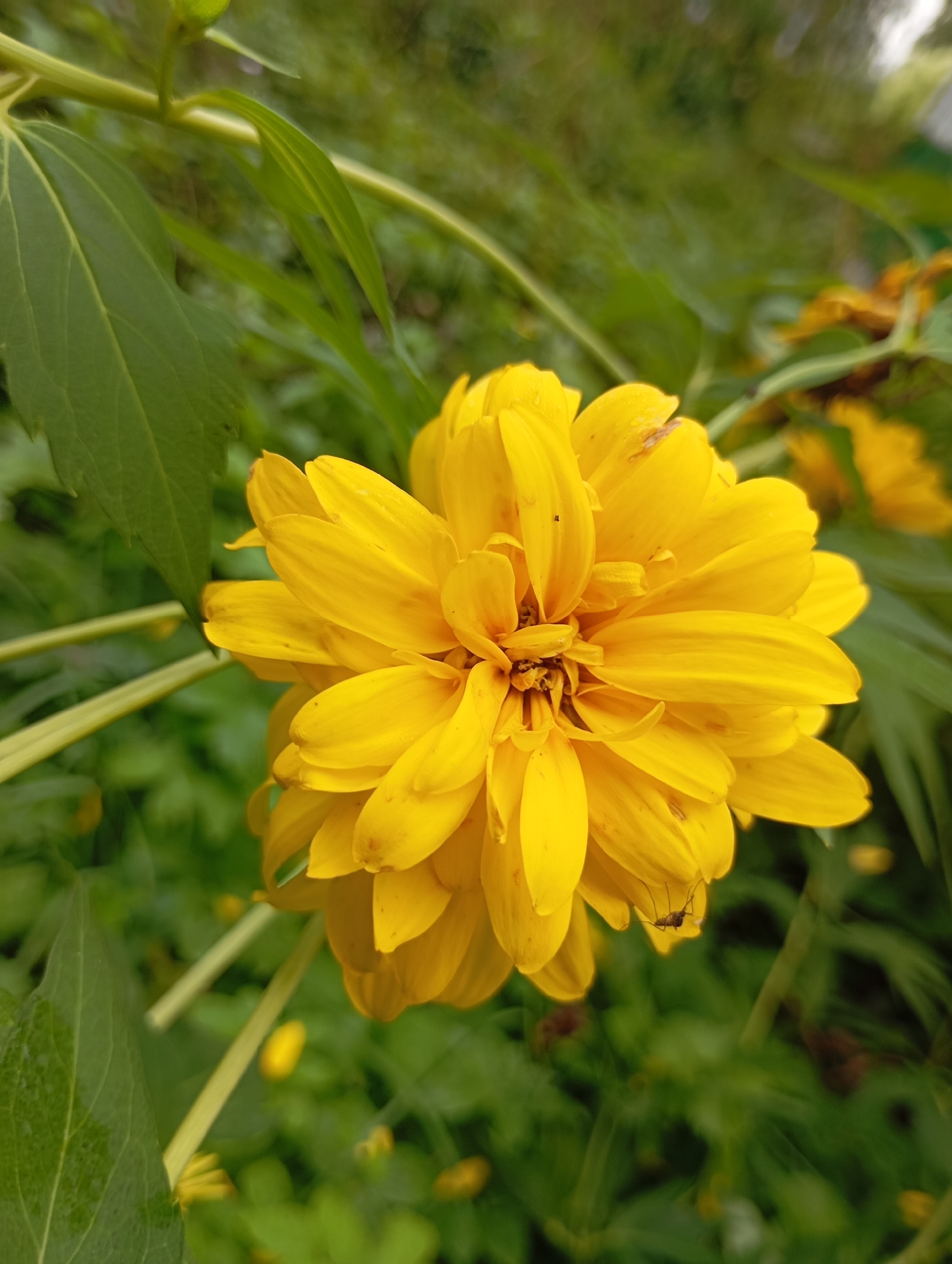 A close-up, eye-level shot features a vibrant yellow double daisy flower in focus, its many petals layered and slightly ruffled. The flower has a compact center and is positioned to the right of the frame. To the left, a large, green leaf with visible veins curves into the foreground. A thin green stem supporting the flower and leaf is also visible. In the lower right quadrant of the flower, a small, dark insect, possibly a mosquito or gnat, is perched on a petal. The background is softly blurred, revealing more green foliage and a few out-of-focus yellow flower blossoms, suggesting a garden or natural outdoor setting. The lighting is natural, casting subtle shadows on the petals and leaves.
This image was captured in Chaikovsky, Russia. The specific location within the city is likely a park, garden, or any green space where this type of flora would naturally grow.