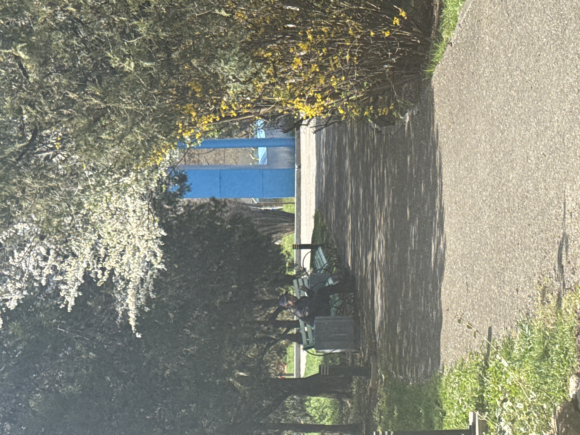 The image shows a park pathway in Anapa, Russia, flanked by trees in bloom with white and yellow flowers. A blue sculptural installation is visible in the distance. A person sits on a green park bench. Sunlight casts shadows on the paved path. Vegetation grows along the edges of the path.