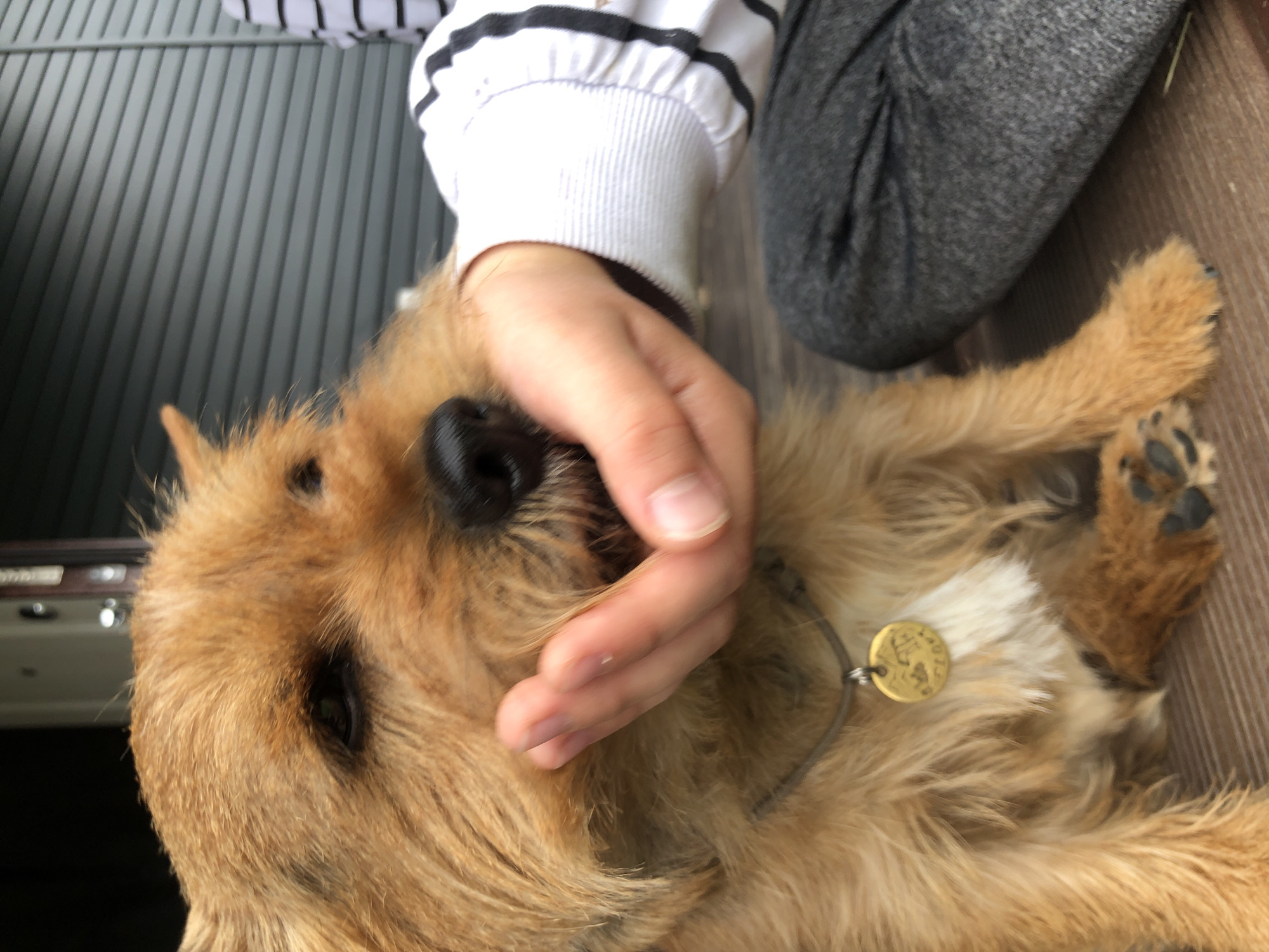 A close-up, eye-level shot shows a medium-sized, tan-colored dog being petted by a person's hand. The dog's head is angled to the left, and its snout is partially obscured by the hand. The dog has dark eyes and a black nose. It is wearing a grey collar with a circular, gold-colored dog tag. The person's hand, with visible fingernails, is gently touching the dog's face. The person is wearing a white sweater with black stripes on the sleeves and dark grey pants. The background consists of a dark grey, horizontally-paneled siding and a wooden deck. The scene appears to be outdoors, with diffused lighting.