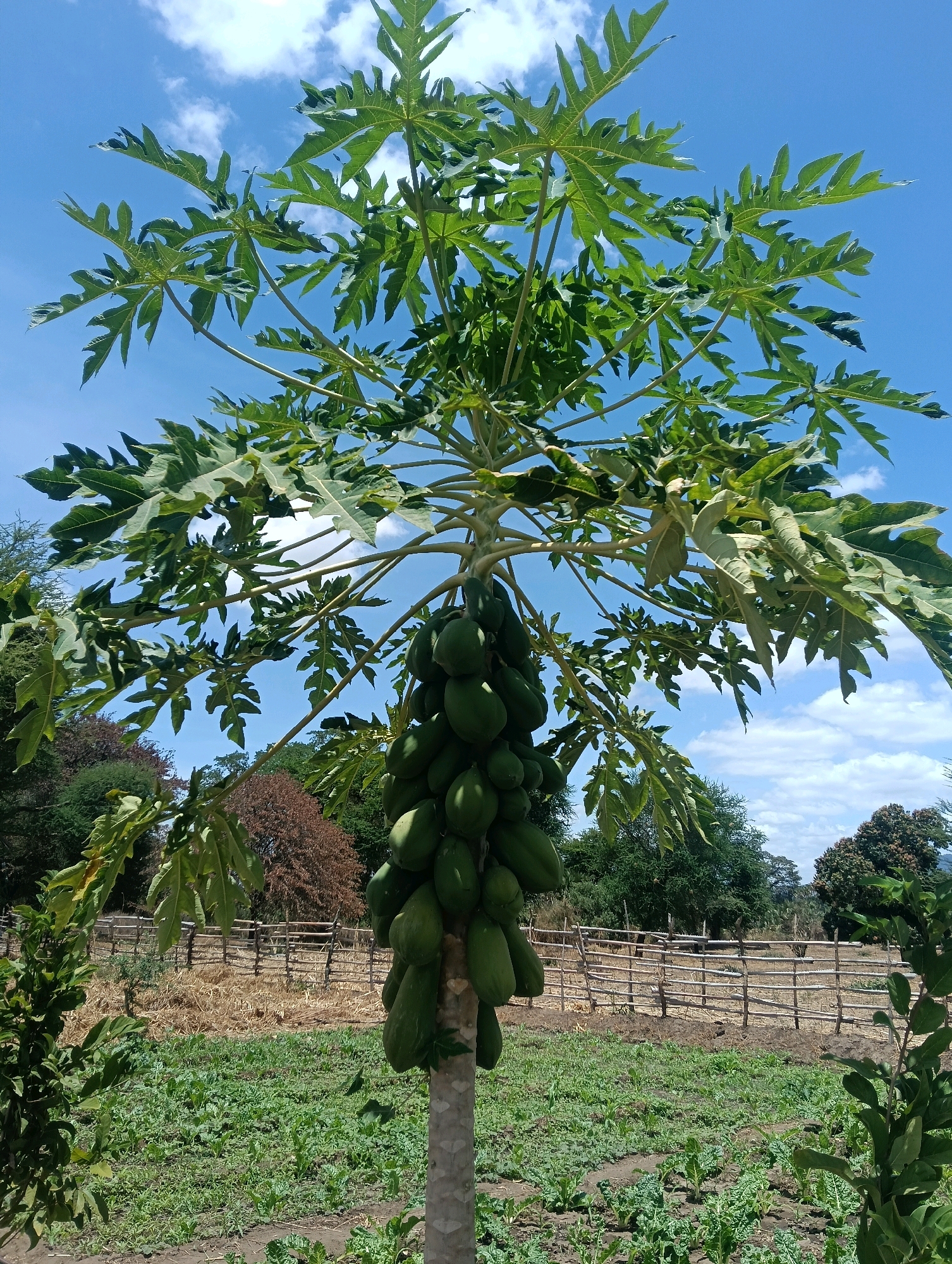 An outdoor, medium-shot, vertical, eye-level, full-color photograph shows a papaya tree laden with fruit in the foreground. The tree has a light-colored, rough trunk, and its leaves are large and palmate. A thick cluster of green papayas hangs from the upper portion of the trunk, directly below the canopy of leaves. The background features a field of green, leafy crops, a rustic wooden fence, and a dirt path. Beyond the fence, a dry, wooded area with scattered trees and foliage is visible under a bright blue sky with scattered white clouds. The scene appears to be a rural agricultural setting, likely in Mutitu/Kaliku Ward, Kenya, given the native vegetation and farming practices.