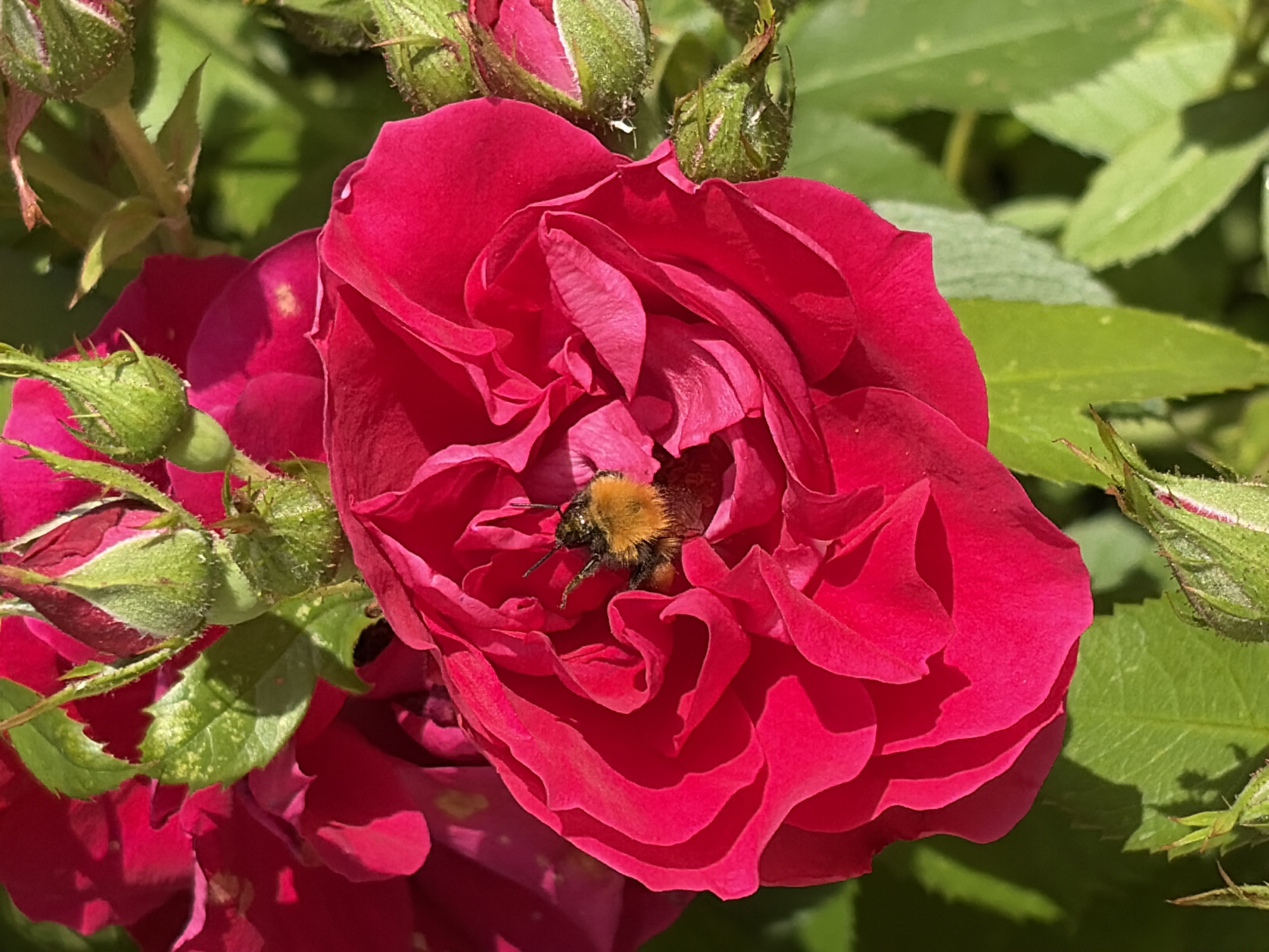 A close-up shot captures a vibrant red rose in bloom, its petals unfurling in a lush display. Nestled within the heart of the rose, a fuzzy bumblebee is actively collecting nectar. Several rosebuds, still green and tightly closed, surround the main flower, hinting at future blooms. The background is a soft blur of green foliage, suggesting a garden setting bathed in natural sunlight, likely on a clear, warm day. The image is likely taken outdoors, possibly in Novozavidovskiy, Russia, given the context. There is no visible text in the image.