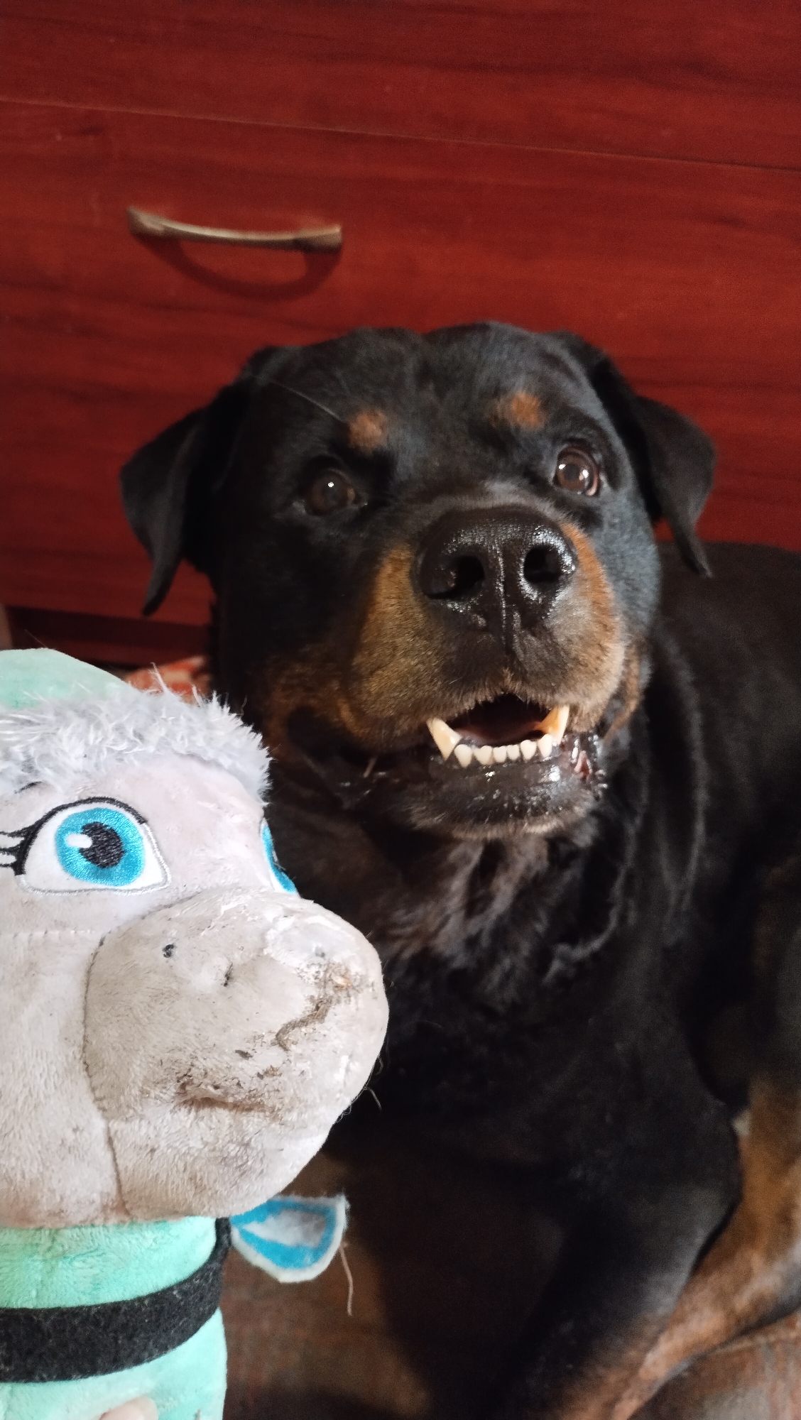 A Rottweiler dog is looking directly at the camera with its mouth slightly open, revealing its teeth. The dog has black fur with tan markings around its eyes, muzzle, and chest. To the left of the dog, a plush toy, possibly a unicorn, is visible. The toy is light gray with a fuzzy white mane and a blue eye. The background is a reddish-brown surface, likely a piece of furniture with a drawer pull. The lighting is somewhat dim, creating shadows. The setting appears to be indoors, in a residential environment, possibly in the city of Horishni Plavni, Ukraine.