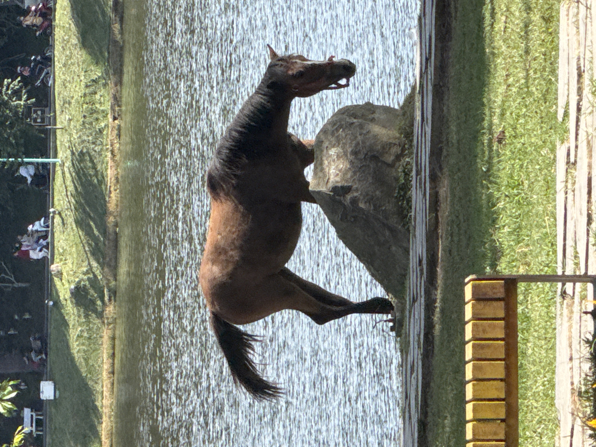 A brown horse is standing with its front hooves on a large rock in a body of water, with its head lowered. The horse has a black mane and tail. Behind the water, there is a grassy embankment with trees and some people walking and riding motorcycles in the background. In the foreground, there is a wooden bench with yellow slats, and a pathway made of large rectangular stones. The scene appears to be in Da Lat, Vietnam, likely near Xuan Huong Lake, a popular tourist attraction known for its serene atmosphere and opportunities for outdoor activities, including horse riding.