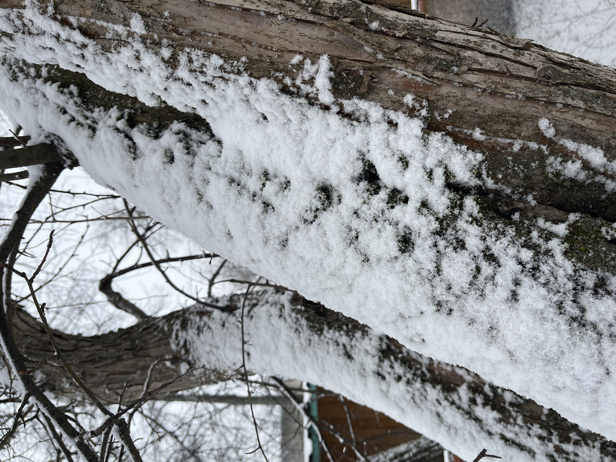 The image shows a tree branch covered in snow. The branch is horizontal in the foreground, with another branch extending diagonally downwards in the background. The tree bark is visible beneath the snow. There are bare branches surrounding the main branch, and a blurred background suggests a fence and building structure. The scene is likely located in a cold, snowy environment. Given the context, it is presumed to be in Chaikovsky, Russia.