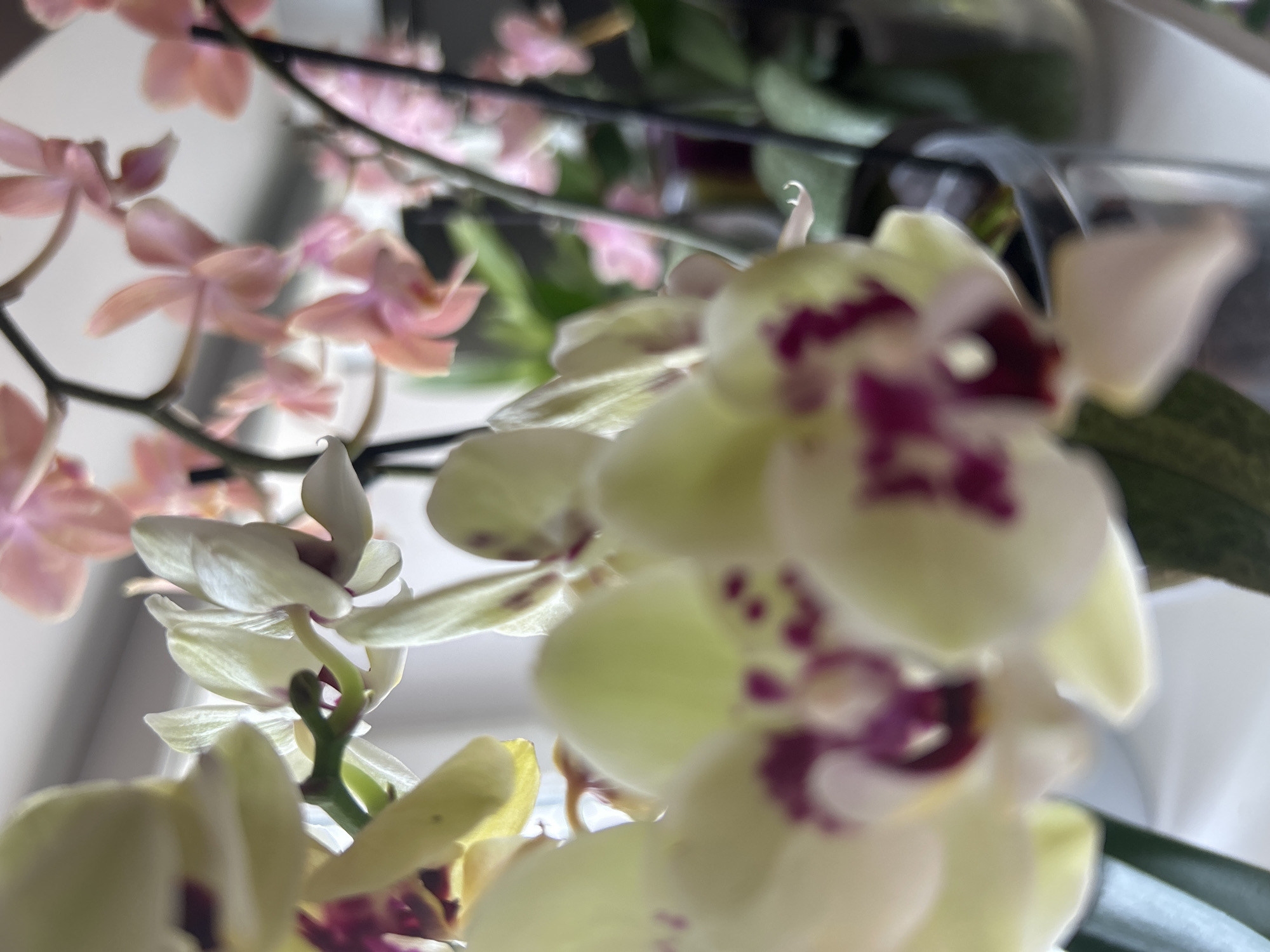 This media file shows a close-up, slightly blurry view of orchids. The subjects are several orchids with delicate petals in shades of pale pink and creamy yellow, some with deep purple markings. The flowers are on thin stems, suggesting they are part of a larger plant or bouquet.
The scene is an indoor setting, likely a home or greenhouse, with a bright, diffused light suggesting daytime. There are no people visible, and the focus is entirely on the floral subjects. The background is softly out of focus, hinting at a plain wall or window behind the plants.
Notable details include the varying stages of bloom and the intricate patterns on the yellow orchids. The overall impression is one of delicate beauty and natural elegance. There is no visible text in the media file. The location context of Anduze, France, does not provide any additional visual cues within the image itself.