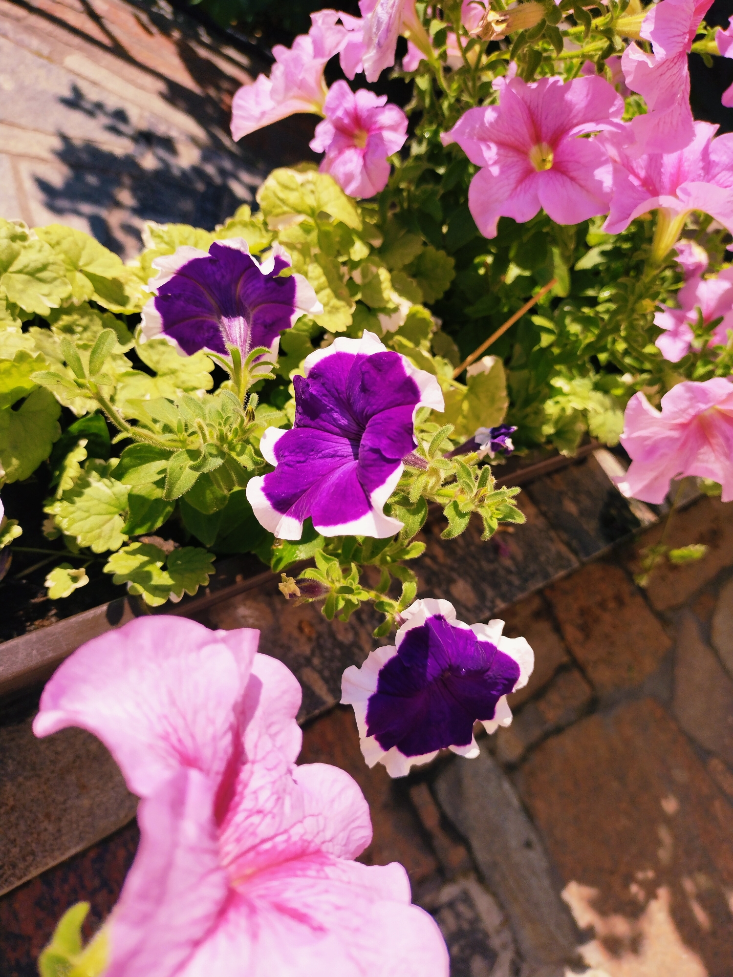 A high-angle medium shot captures a planter box filled with blooming petunias in Horishni Plavni, Ukraine. The flowers display a vibrant mix of pink and deep purple with white edges, their delicate petals catching the sunlight. The background reveals a textured stone pathway with dappled shadows from overhead foliage, suggesting an outdoor setting, possibly a garden or balcony. The planter itself appears to be made of a dark material, with a rough, possibly concrete, texture visible along its edge in the lower left quadrant. The composition is dominated by the flowers, with the environment serving as a complementary backdrop. There are no people visible in the frame, and no actions or interactions are taking place. The overall impression is one of natural beauty and tranquility.