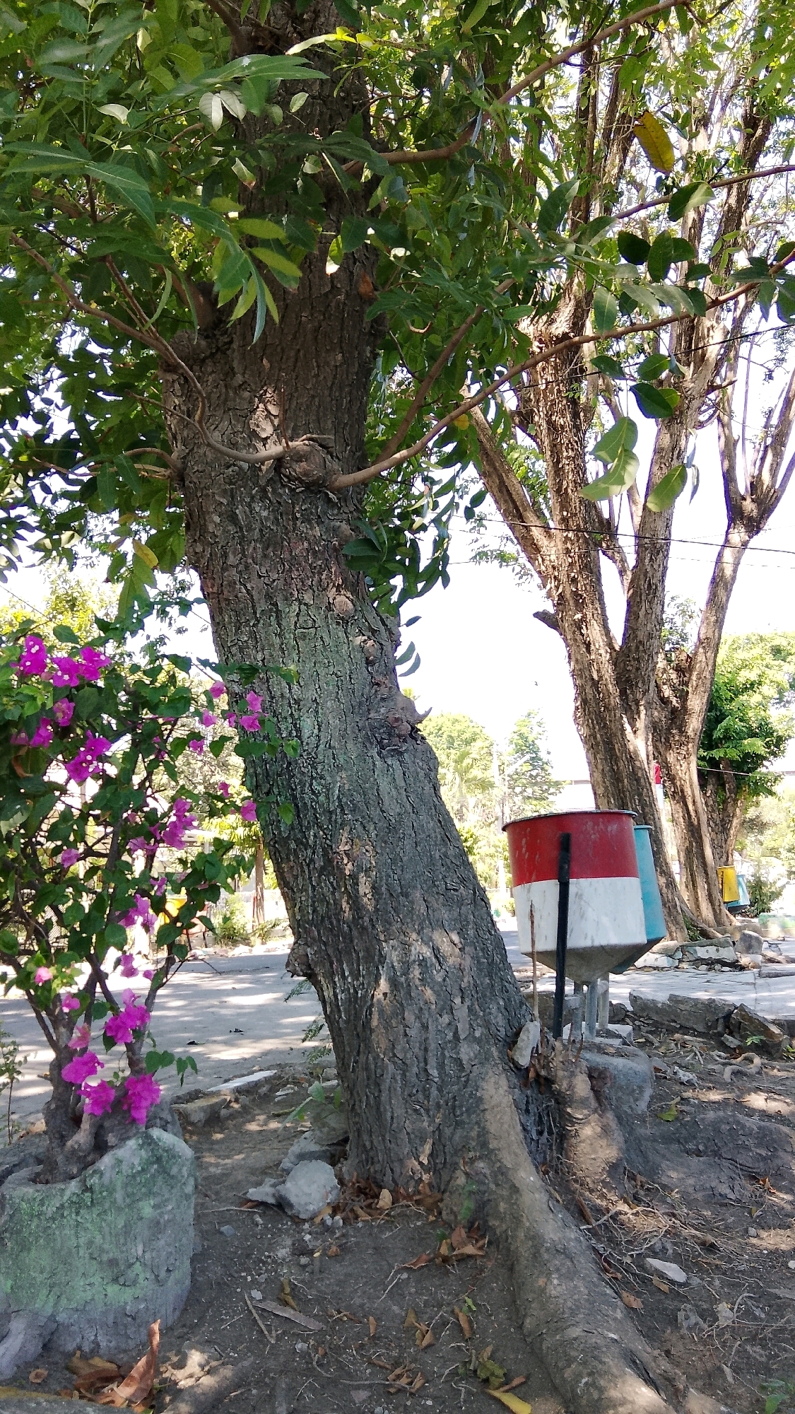 In Tlogobendung, Indonesia, a large tree with rough, textured bark dominates the foreground. Its trunk leans diagonally across the frame, with visible roots spreading across the dry, dusty ground. To the left of the tree, a small potted plant with vibrant pink bougainvillea flowers adds a splash of color. In the background, other trees with lighter bark stand tall, and a multi-colored trash bin, red, white, and blue, is positioned near the leaning tree. The scene appears to be an outdoor area, possibly a park or roadside, with a paved surface visible in the mid-ground, shaded by the trees. The sky is bright and clear, suggesting a sunny day.