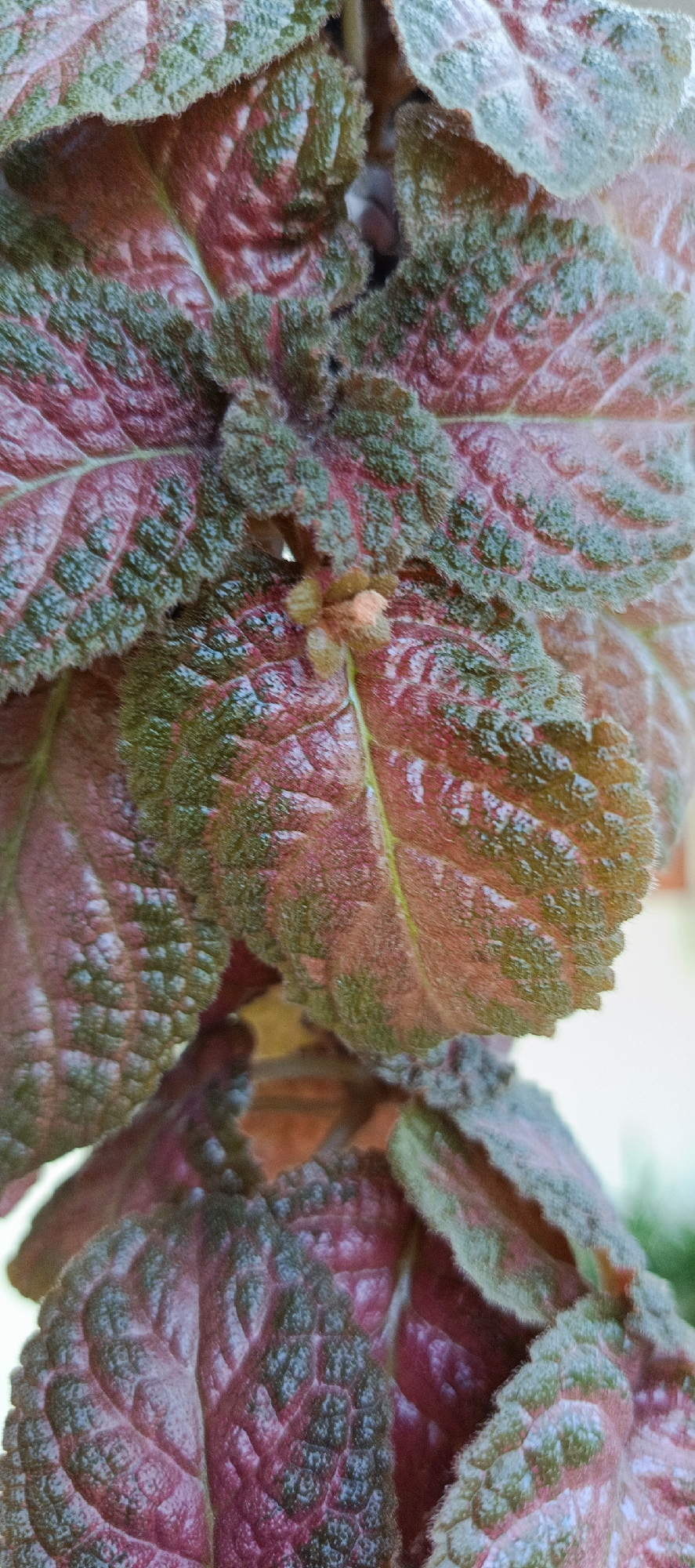 The image shows a close-up view of a plant with deep red and green leaves. The leaves have a textured, velvety appearance with prominent veins. Some leaves are curled or crinkled. The plant appears to be growing indoors or in a sheltered area, as indicated by the soft, diffused lighting. There are no people or other animals visible in the image. The background is blurred and appears to be a light-colored wall or surface, possibly with some greenery visible through a gap. The location is Pasi Rawa, Indonesia.