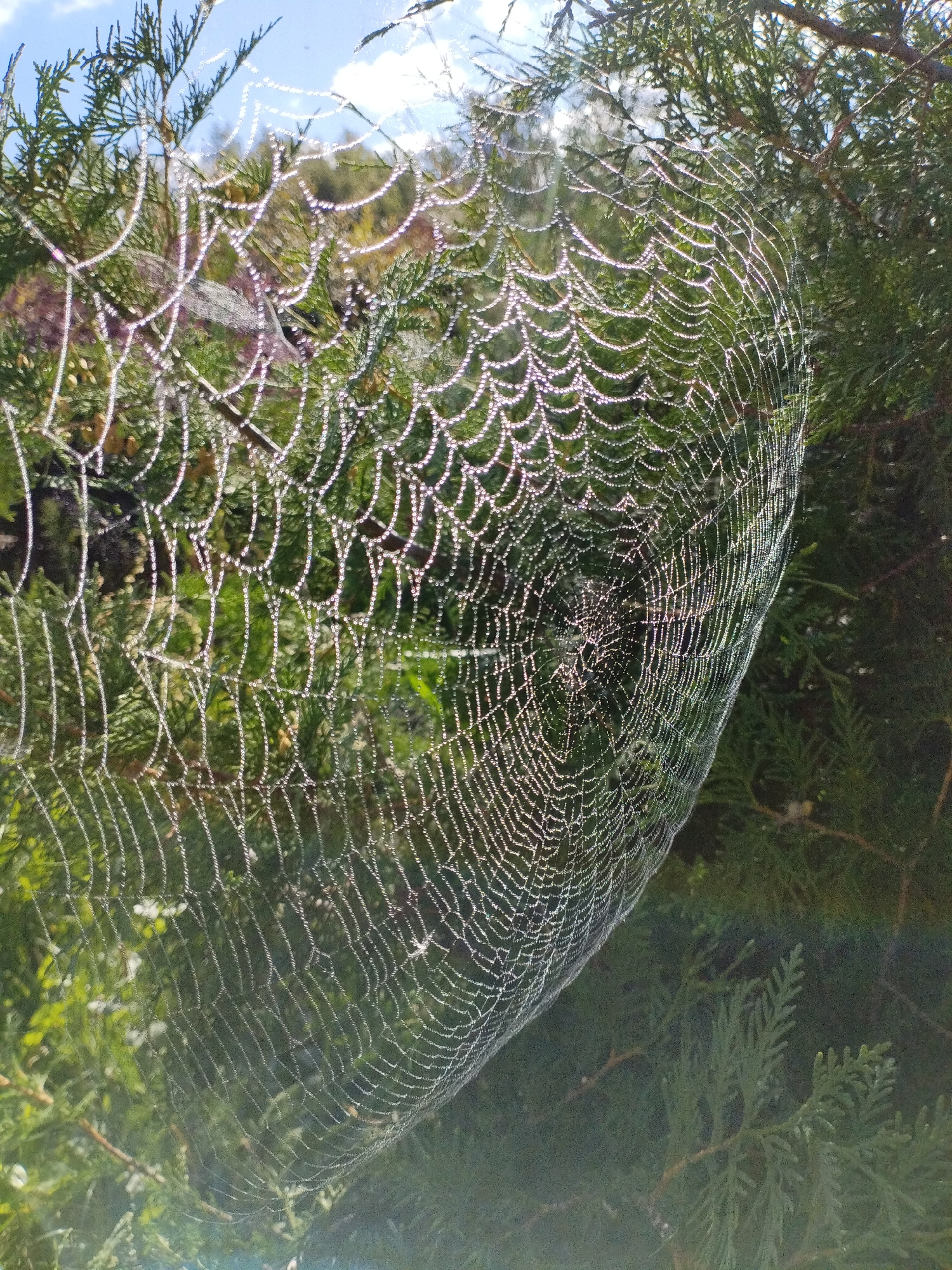 An outdoor, close-up shot captures a dew-covered spiderweb stretched across the branches of a green coniferous tree. The intricate threads of the web are adorned with tiny water droplets that glisten in the sunlight, creating a sparkling effect. The background consists of more foliage from the tree and a bright blue sky with scattered white clouds. The scene appears to be from Bialynichy, Belarus, suggesting a natural, possibly rural or park-like setting. There are no people or animals visible in the frame.