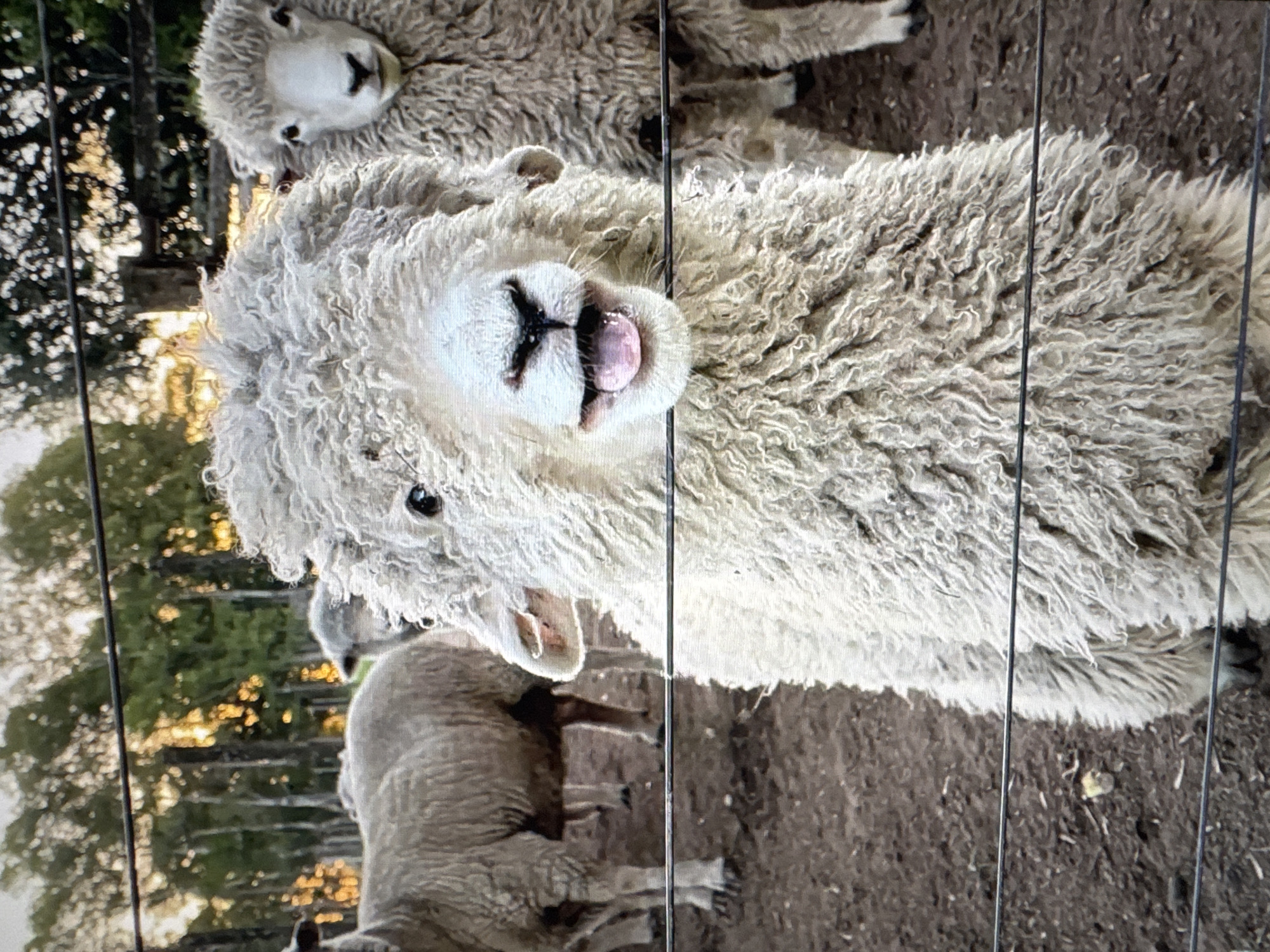 The image depicts a close-up of a sheep with its mouth open, sticking out its tongue, and looking directly at the camera. The sheep is in the foreground, with its woolly fleece filling a large portion of the frame. Behind the sheep, other sheep are visible in the background, along with trees and a fence. The ground appears to be dirt. The lighting suggests it might be sunset or sunrise, casting a warm glow on the scene. The image does not contain any information to suggest it is located in Tallinn, Estonia.