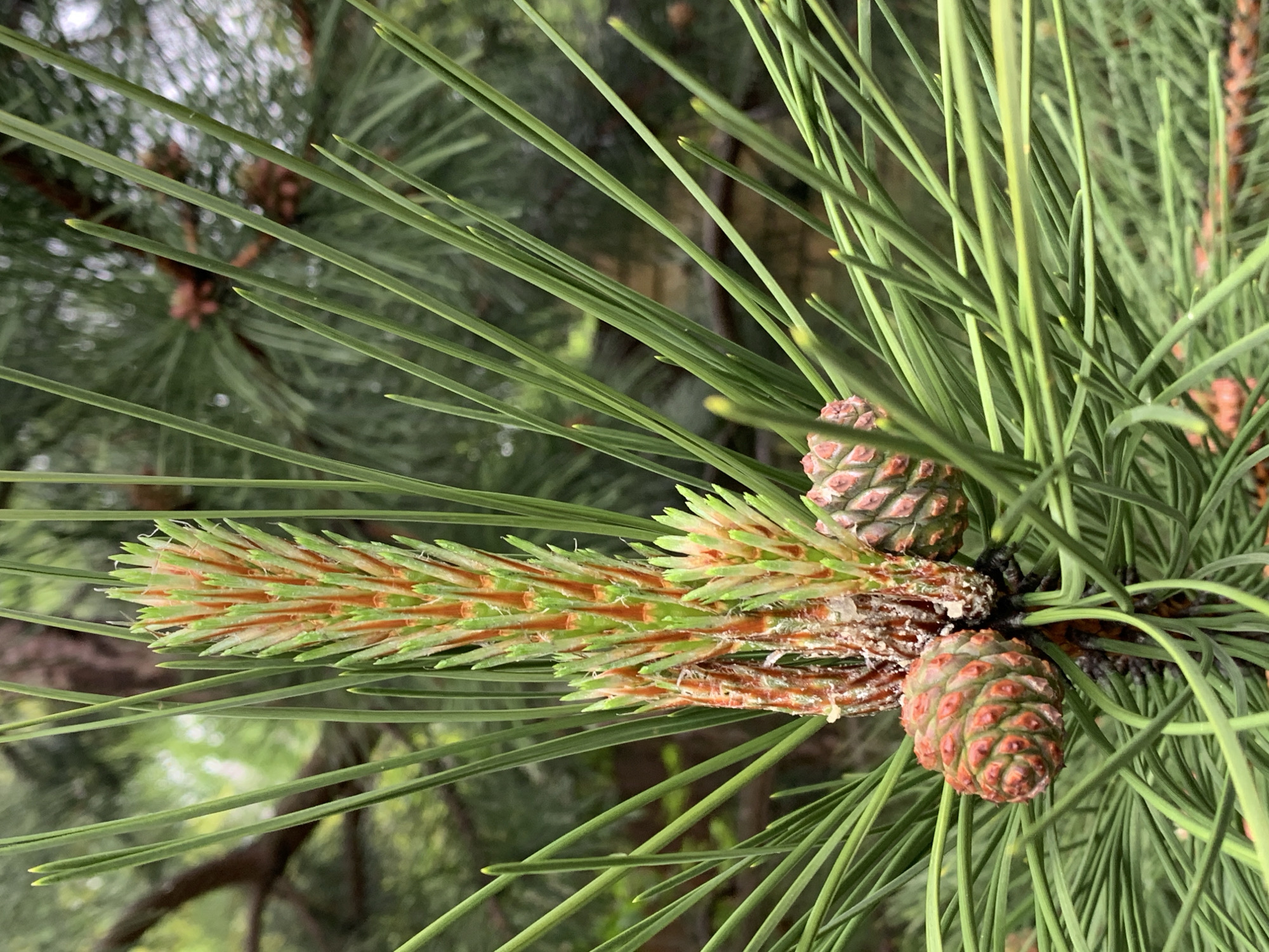 A close-up photograph shows a cluster of green pine needles and young pine cones, still closed and reddish-brown in color, attached to a brown stem. There is no indication that the image was taken in Stavropol, Russia. No people, actions, or interactions are visible. The focus is on the plant details, suggesting a botanical study or a nature photograph.