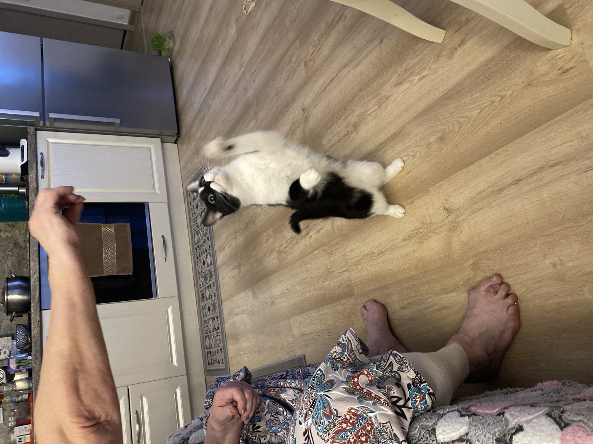 A first-person overhead shot depicts a person seated in a kitchen setting. The person's legs are visible, with feet on the floor, one possibly wearing a compression sock. They are wearing a patterned robe. An outstretched arm with a partially visible hand is on the left, as if enticing a black and white cat lying on its back on the wood-patterned floor. The kitchen features white cabinets, a stainless-steel refrigerator, and a rug on the floor. The location is a domestic setting, likely a private residence, within Yekaterinburg, Russia.