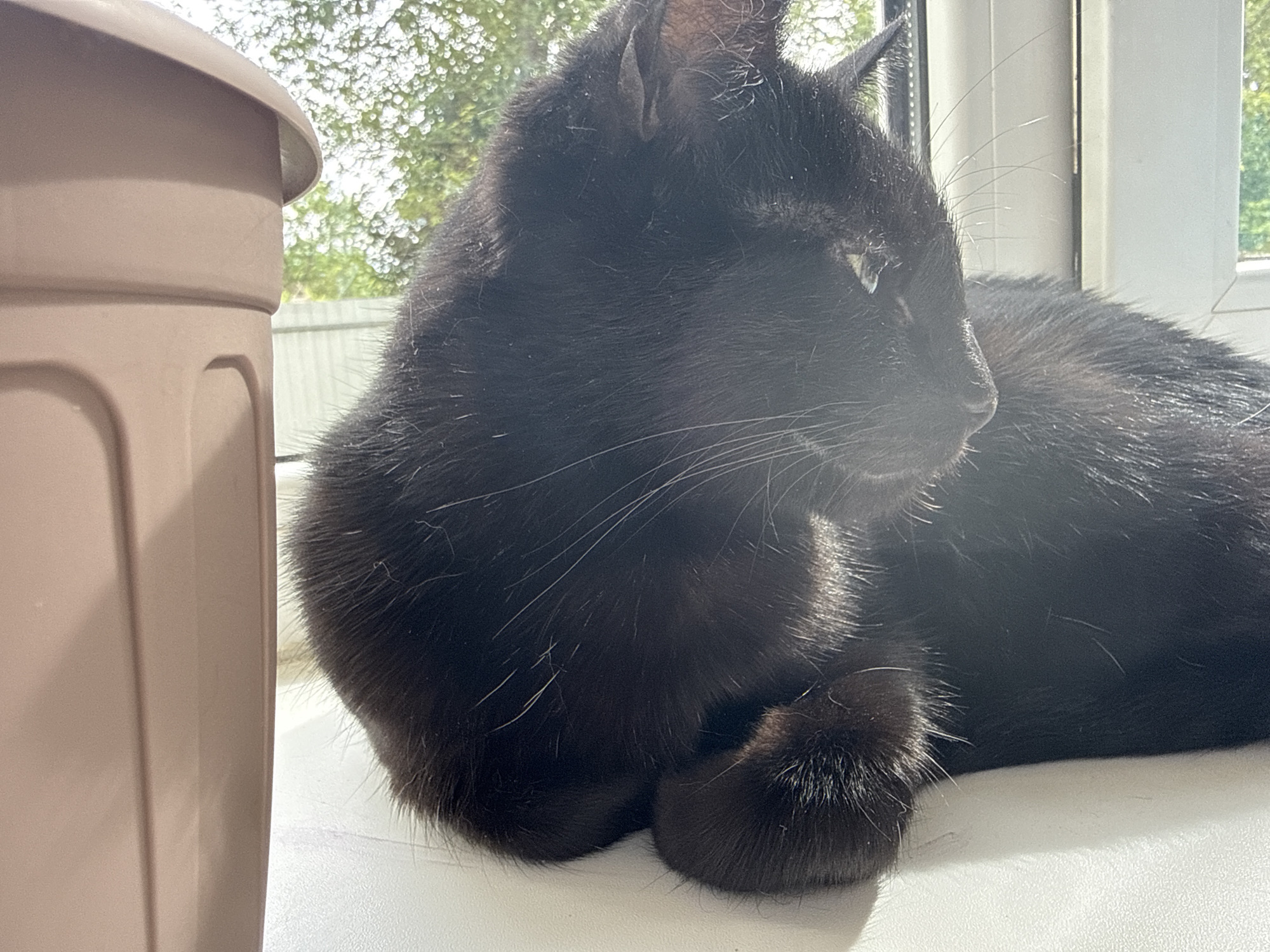 In the city of Unknown, Unknown, a black cat lies on a white surface, possibly a windowsill. The cat is in profile, facing to the right, with its paws tucked underneath. Its fur is dark and appears thick. To the left of the cat is a portion of a large, light brown, cylindrical object, possibly a planter. Behind the cat, a window reveals an outdoor scene with trees and a fence, suggesting it is daytime. Sunlight appears to be filtering in, creating highlights on the cat's fur.