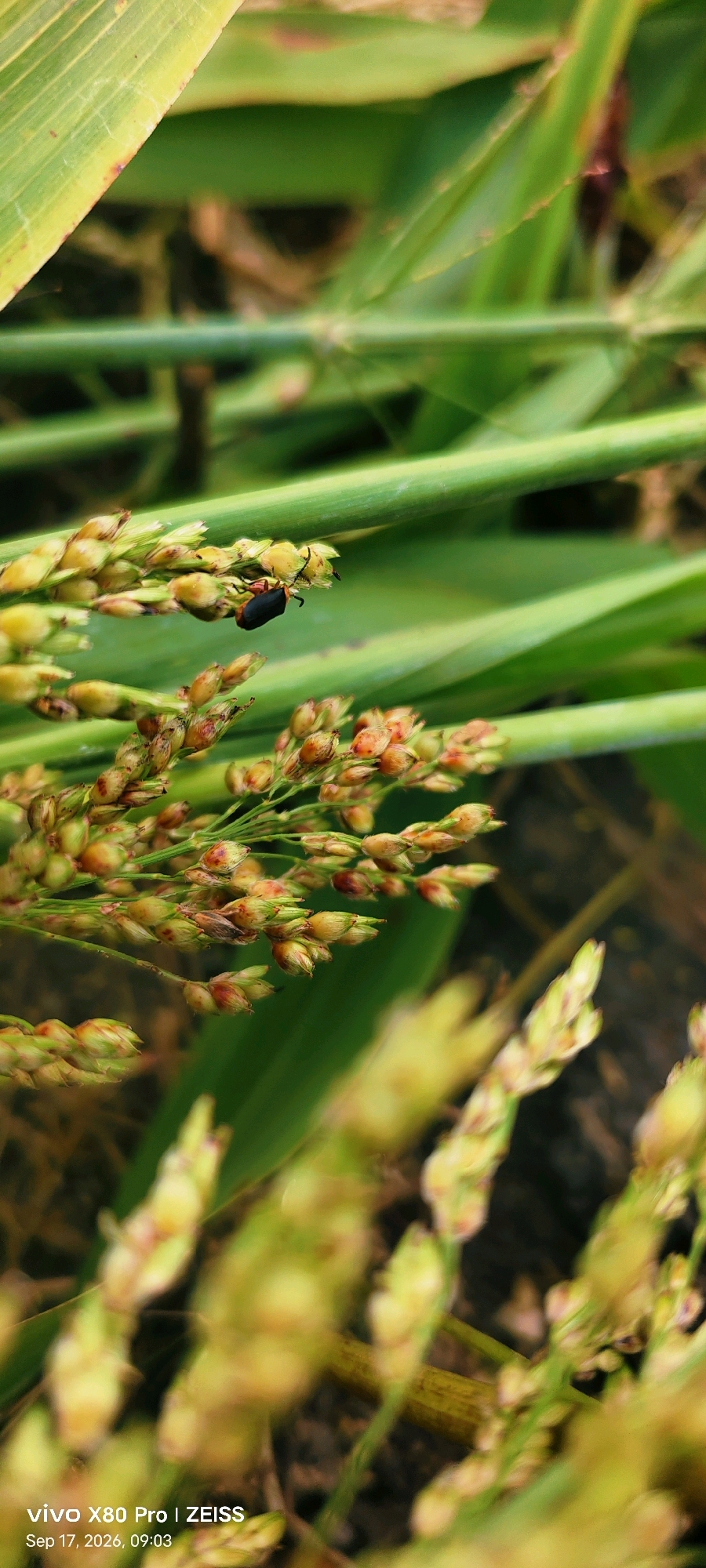 An extreme close-up, vertical, shallow depth of field photograph captures a small, black insect with orange legs perched on a cluster of developing grain heads. The insect is positioned in the upper left quadrant of the image, facing left. The grain heads, a mix of green and brown hues, are blurred in the foreground and background, suggesting they are part of a larger agricultural field. Several thick, green stalks of what appears to be sorghum or a similar grain crop are visible throughout the frame, providing a natural, outdoor setting. The image is branded with "vivo X80 Pro | ZEISS" and "Sep 17, 2026, 09:03," indicating it was taken with a specific mobile device on that date and time. The location is identified as Guradiya Mana, India, which is a village in the state of Madhya Pradesh, known for its agricultural activities.