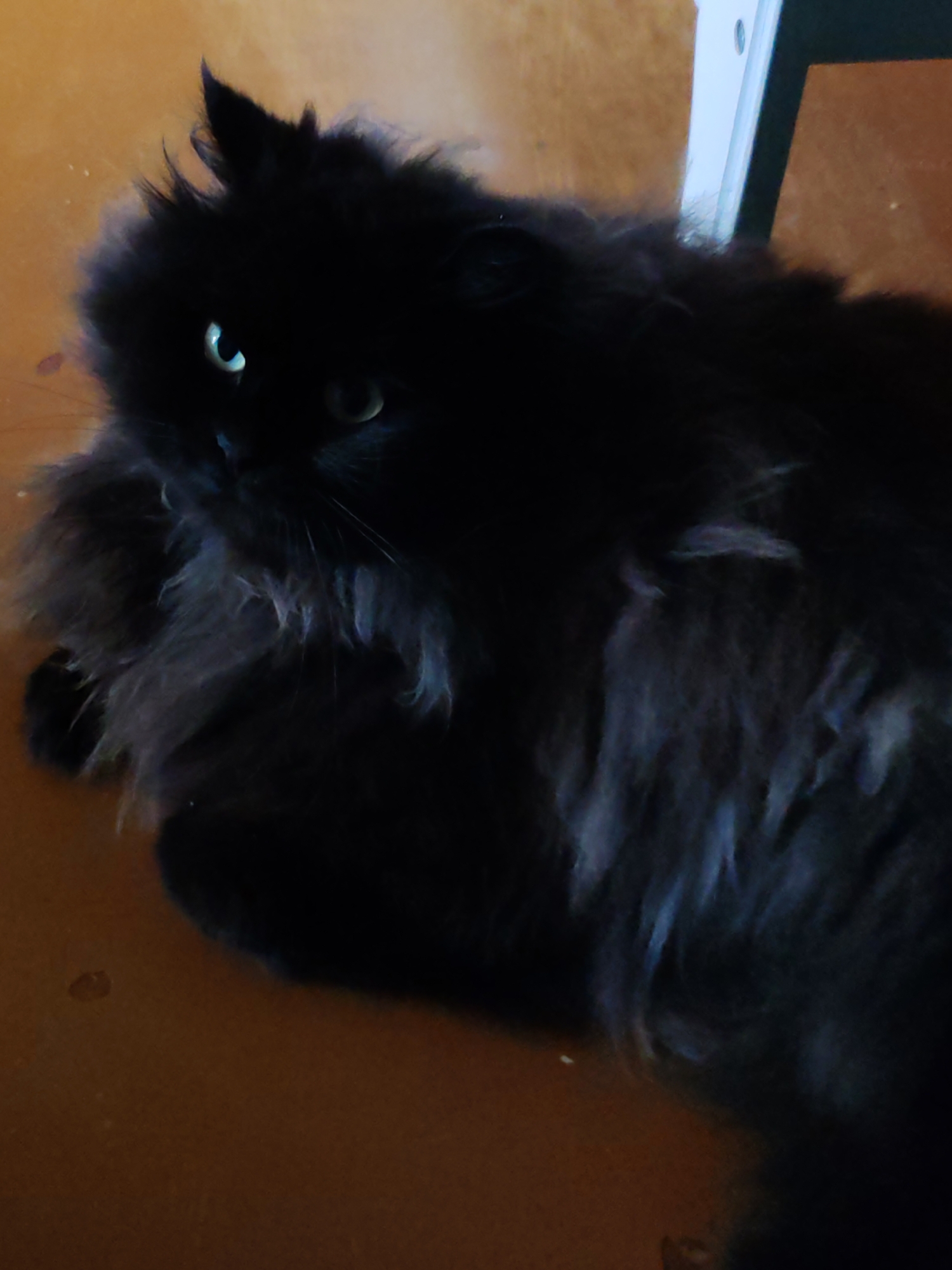 A close-up, high-angle shot shows a fluffy black cat with bright green eyes looking directly at the camera. The cat is positioned on a brown surface, possibly a table or floor. To the right of the cat, a portion of a white vertical object, likely a door or wall panel, is visible. The lighting is dim, creating shadows that obscure some of the cat's features and body. The overall impression is a domestic indoor scene. The location in the city of Чухлэм, Russia is not evident from the image.