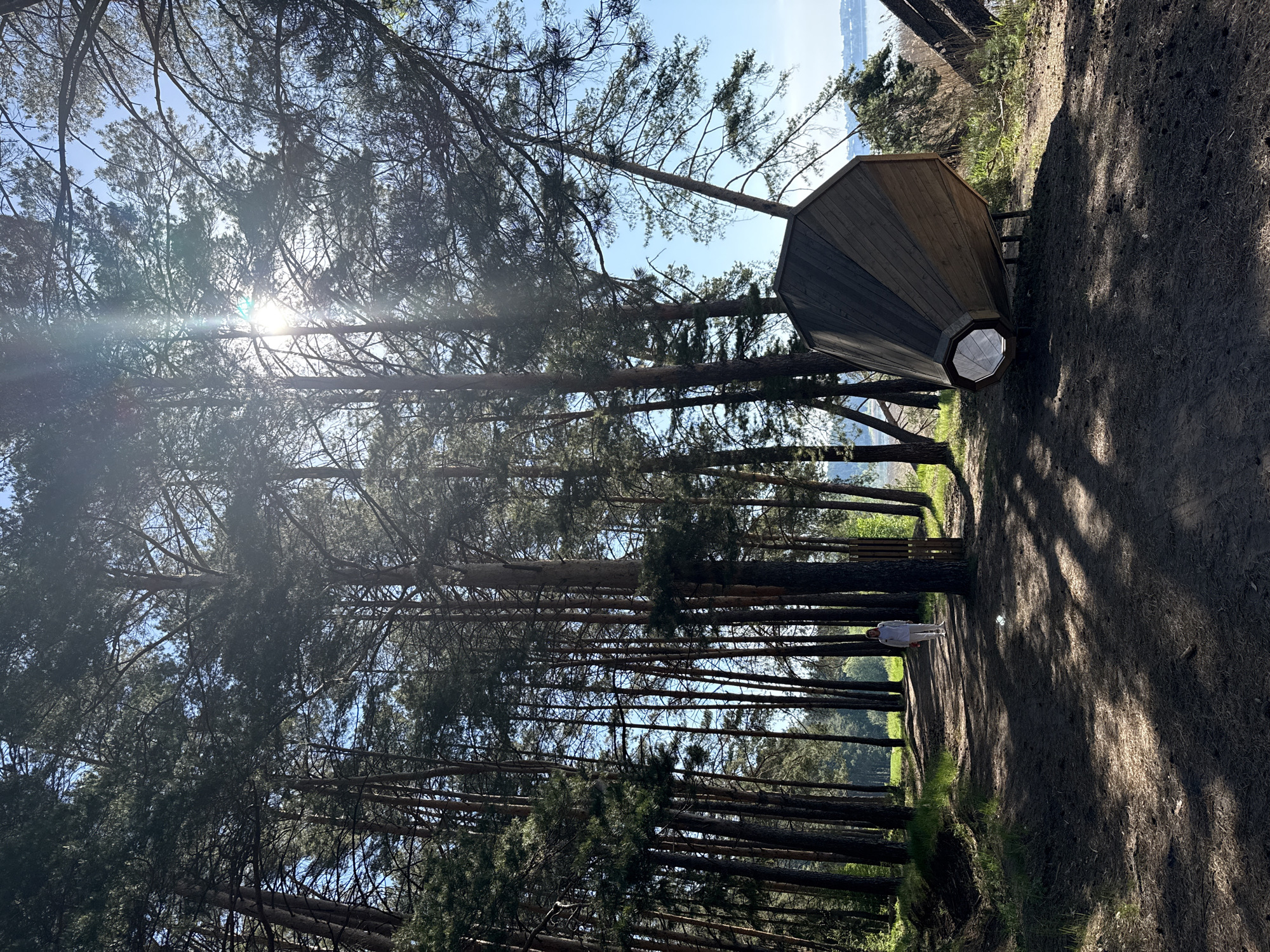 The image captures a scene in a forest in Votkinsk, Russia. A tall, wooden, geometric structure is situated near a path winding through the trees. The sun shines brightly through the canopy, creating strong shadows and highlights. A person is walking on the path in the distance. The environment is characterized by tall trees, greenery, and a dirt path.
