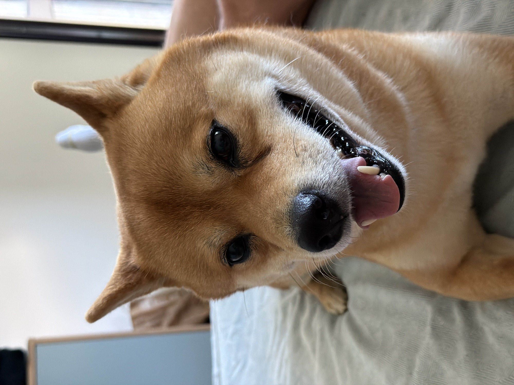 A medium shot captures a tan Shiba Inu lying on a textured gray surface, likely a bed or sofa. The dog's head is tilted slightly towards the camera, and its mouth is open, revealing its tongue and teeth, suggesting it is panting or smiling. Its eyes are dark and alert, and its ears are perked up. The background is softly blurred, showing a pale wall and a hint of a light blue object to the left. The lighting appears to be natural, coming from the right. The setting is indoors and comfortable. There is no visible connection to Priseltsi, Bulgaria.
