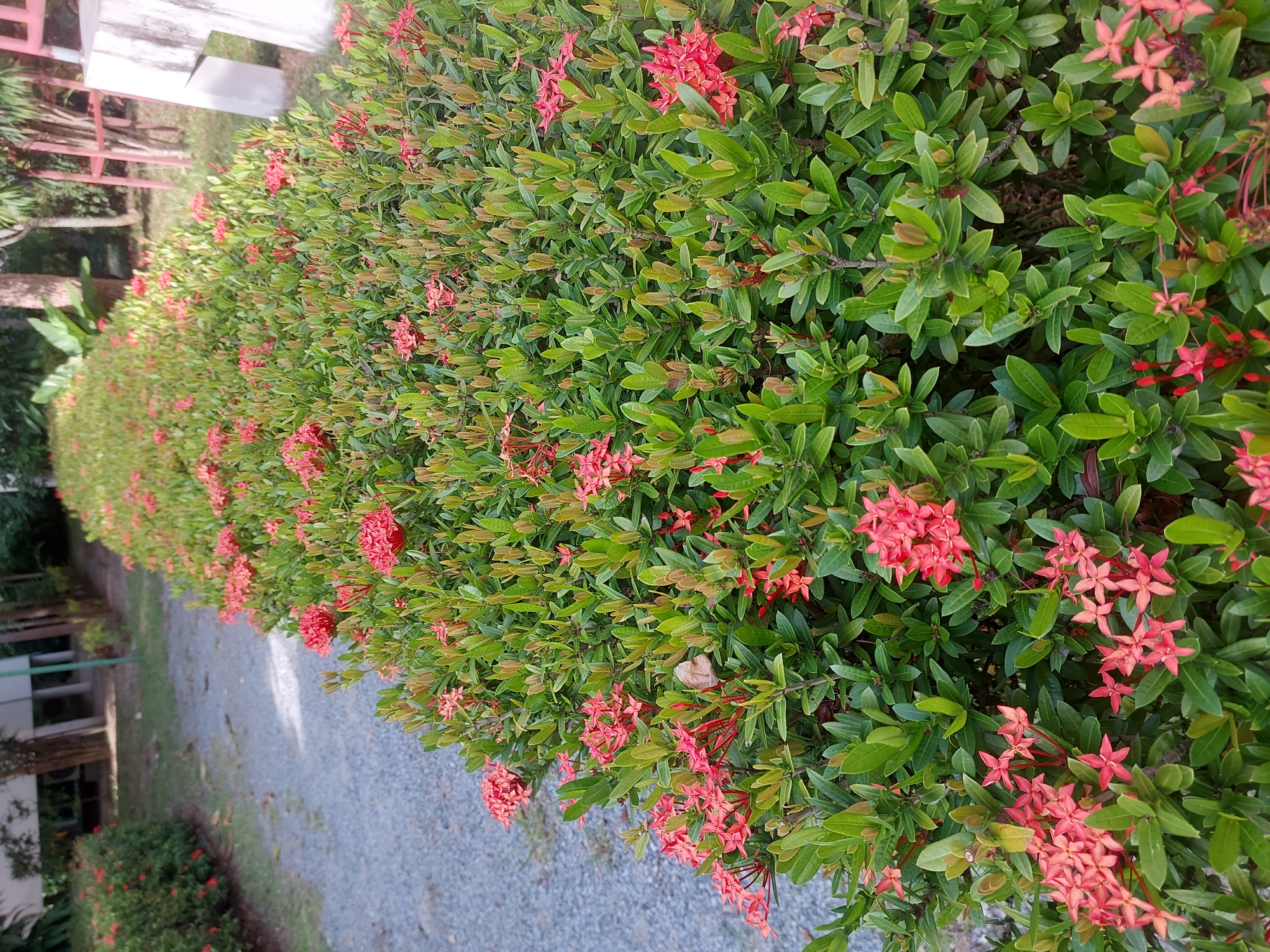 A hedge of Ixora flowers with red blooms and green leaves is located along a gravel path in Baan Mae Nam, Thailand. The hedge stretches from the foreground into the background, curving to the right. In the background, there are trees and a white structure.