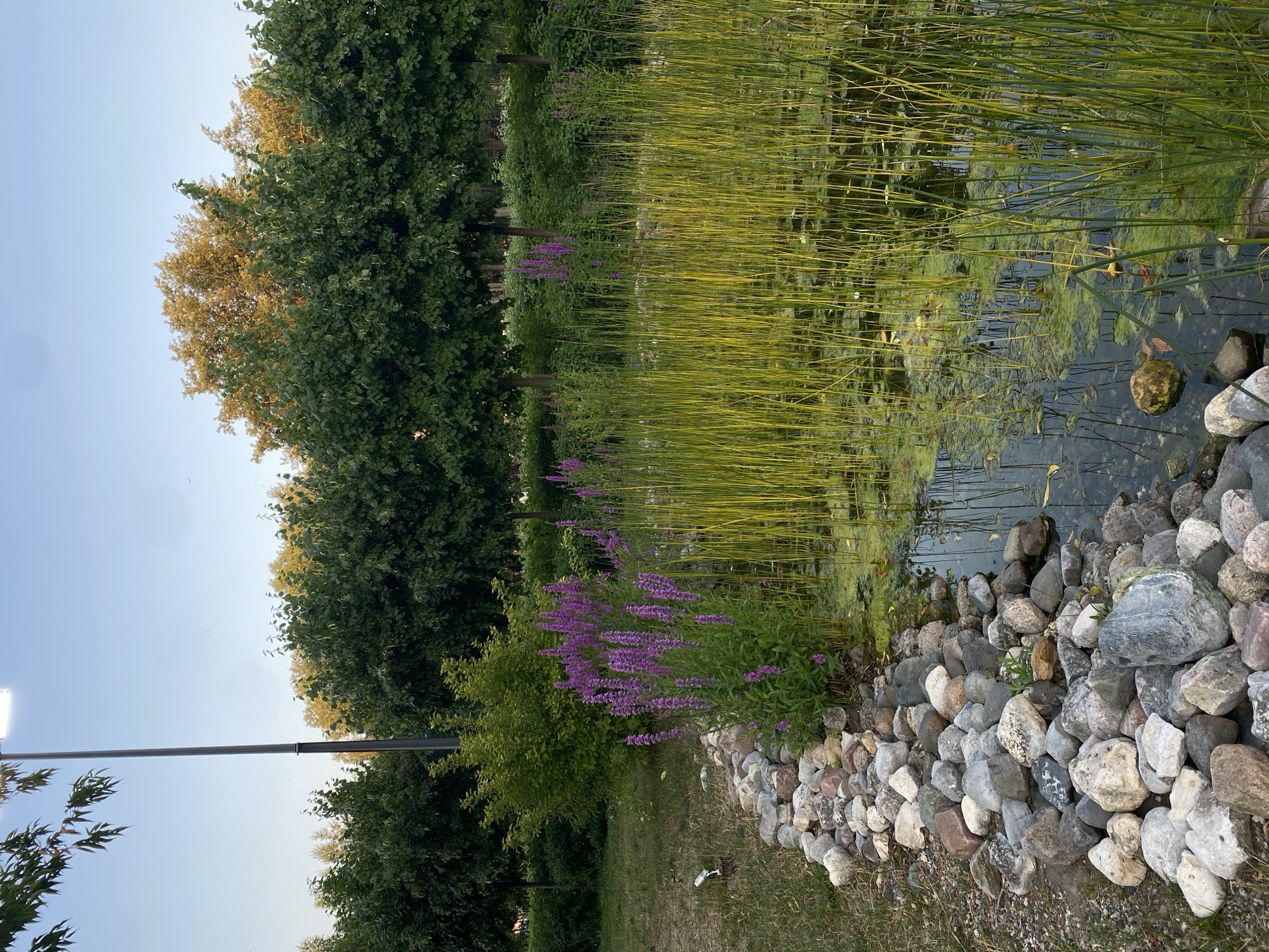 A tranquil scene unfolds in the city of Khimki, Russia, showcasing a carefully landscaped pond. Tall, slender green reeds dominate the foreground, their stalks reaching towards the sky, interspersed with patches of lush green algae floating on the water's surface. A cluster of vibrant purple wildflowers adds a touch of color to the left edge of the pond, nestled amongst smooth, grey and white river stones that form a decorative border. Beyond the pond, a manicured hedge creates a neat backdrop, followed by a row of evenly spaced, mature trees with dense green foliage. Further in the distance, another line of trees, some displaying golden hues, hints at the changing seasons. A tall, modern lamppost stands on the left, its bright light cutting through the soft, clear blue sky. The overall impression is one of peaceful, urban greenery.