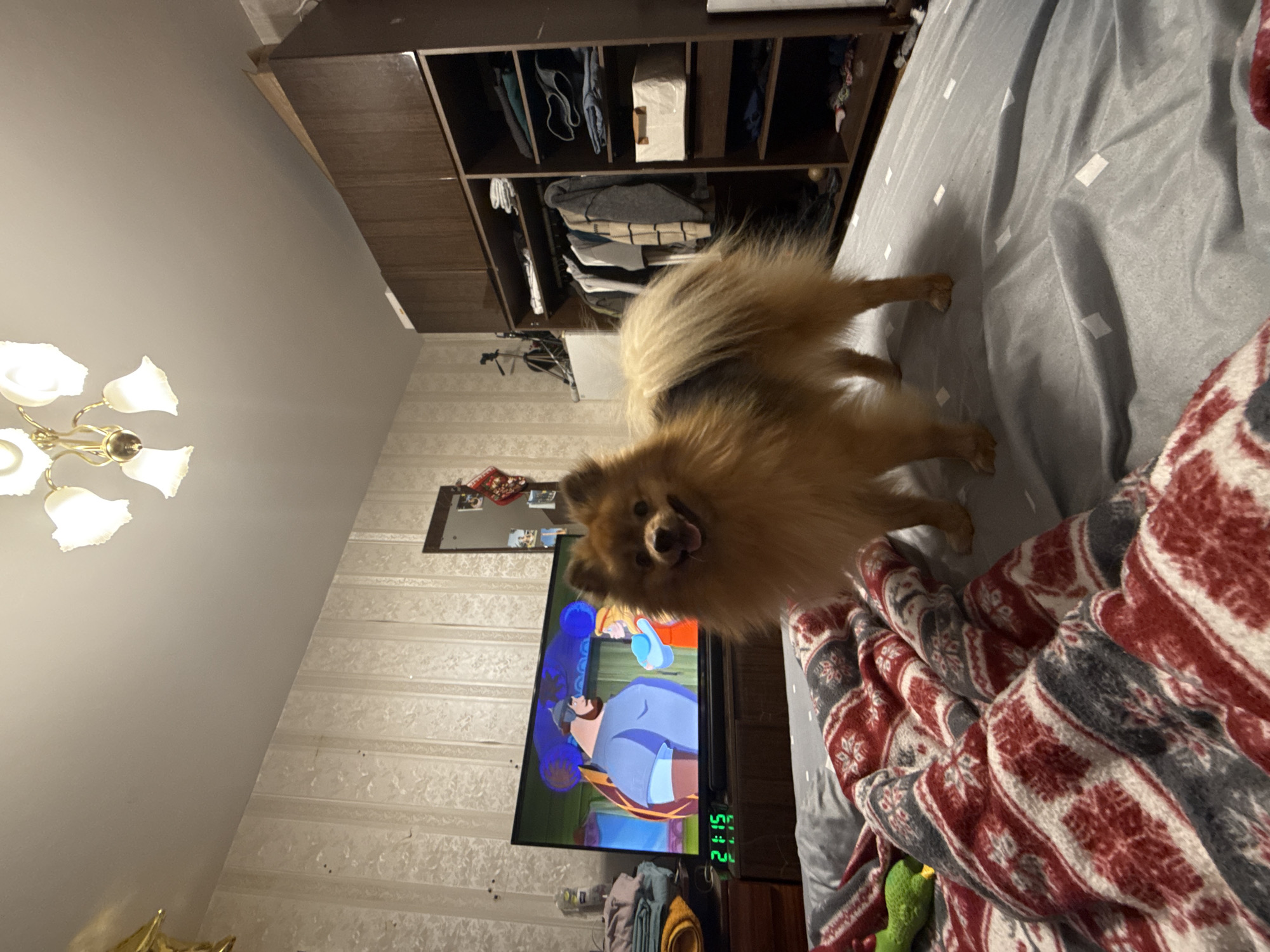 A medium, eye-level shot depicts a Pomeranian dog standing on a grey bedspread with a red and grey patterned blanket in a bedroom. The dog is facing the camera with its mouth open and tongue visible. In the background, there is a brown wardrobe with visible clothes, a TV screen displaying a cartoon, and a small mirror on the wall. To the left, there is a ceiling light fixture and patterned wallpaper. An electronic clock is visible below the TV screen. The location is identified as Khimki, Russia.