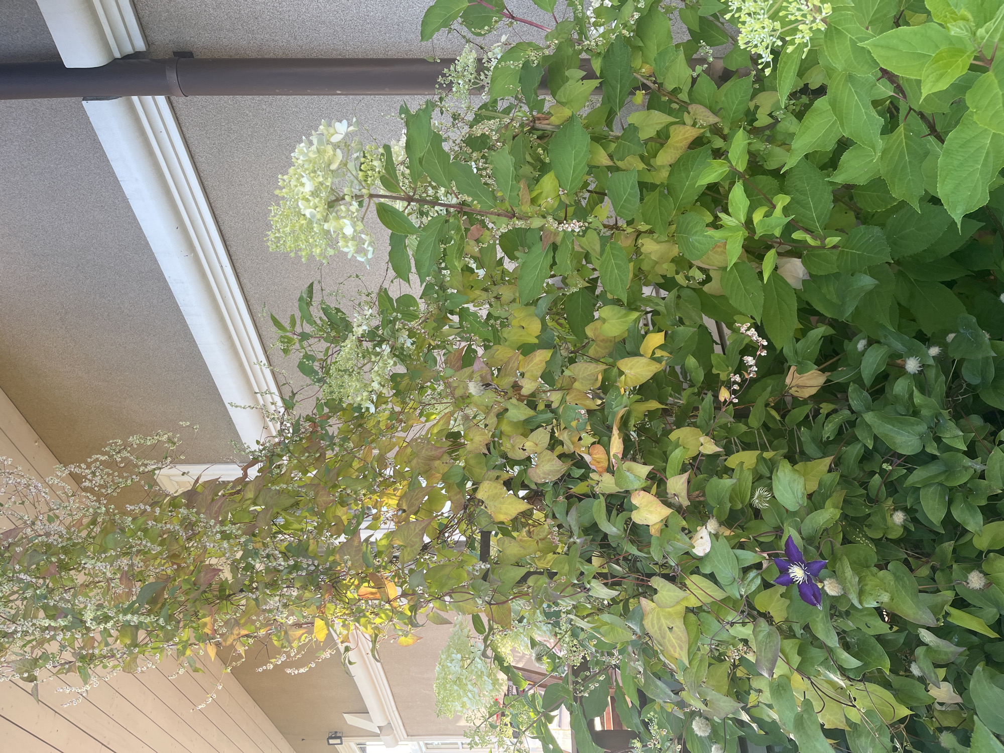 The image depicts a lush green garden area with various plants, including a climbing vine with small white flowers and a large bush with creamy white flower clusters, possibly hydrangeas. A single vibrant purple clematis flower is visible amidst the foliage. The plants are growing against the exterior wall of a building, which has a textured beige finish and white decorative trim. A dark brown downspout is attached to the wall. The scene is outdoors, likely in a residential setting, with no people or animals present. The lighting suggests it is daytime. The location is identified as Vladimirovka, Russia.