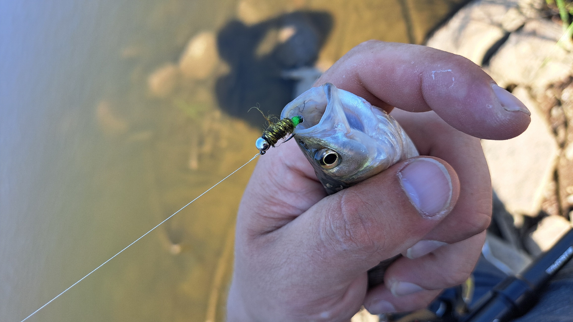 A close-up, high-angle shot shows a hand holding a small fish with its mouth open, revealing a fishing lure. The fish is silver with dark markings and has its eye clearly visible. The lure, with a metallic bead and green and brown accents, is lodged in the fish's mouth, attached to a fishing line that extends out of frame. The hand holding the fish is fair-skinned with visible fingernails. In the background, the murky, shallow water of a river or lake is visible, with rocks and shadows on the bottom. The overall scene suggests an outdoor activity, likely fishing, in a natural setting. The context of Będów, Poland, does not provide specific environmental details that can be visually confirmed within the image itself.