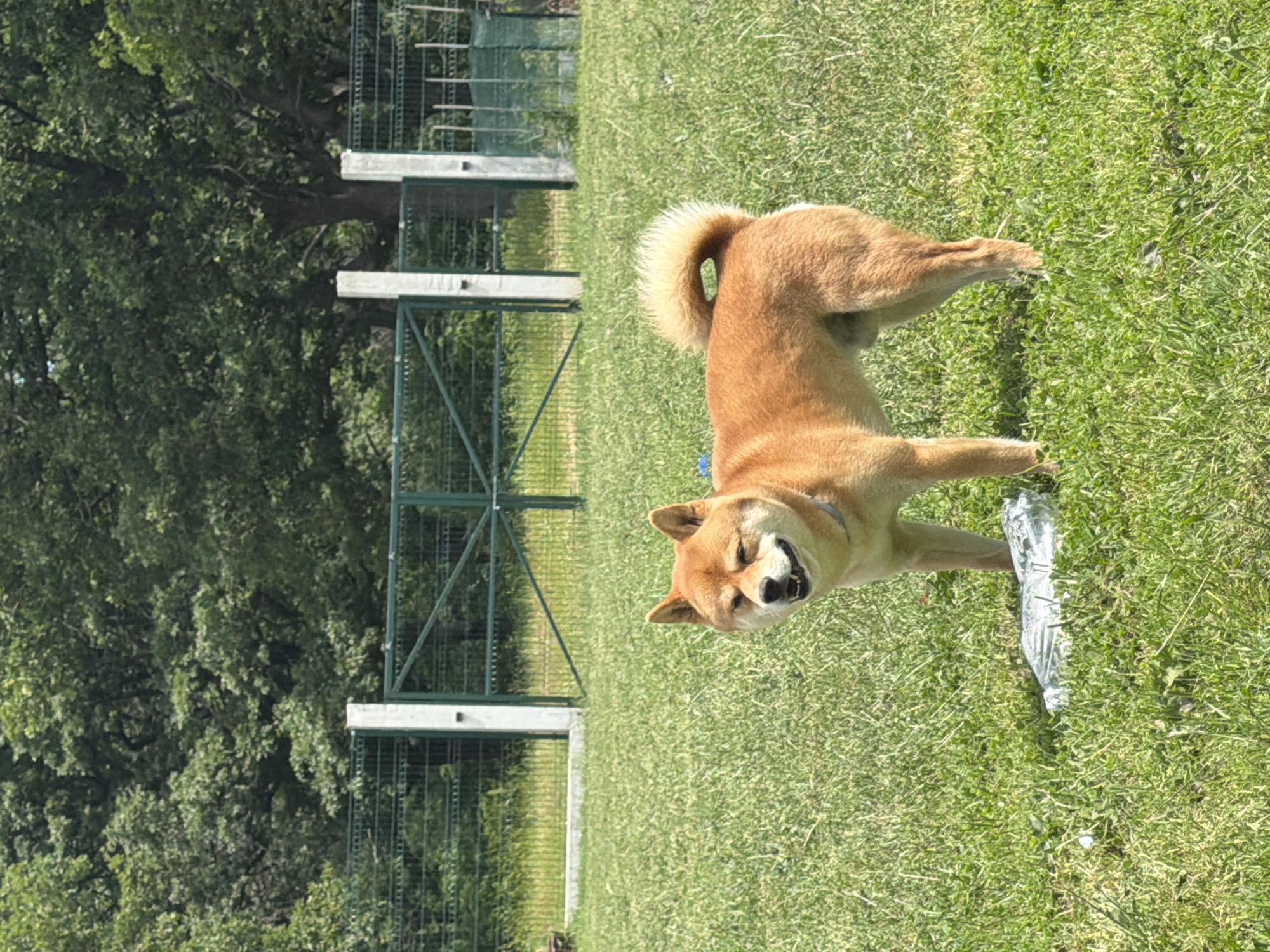 A tan Shiba Inu dog is lying on its stomach in a grassy area, facing towards the viewer. The dog is in a playful posture, smiling and showing its teeth. There's a clear plastic bag beside the dog on the grass. In the background, there is a green metal fence with white posts. Beyond the fence, there are dense green trees. The scene appears to be a dog park or grassy area possibly near a forested area. The location is Priseltsi, Bulgaria.