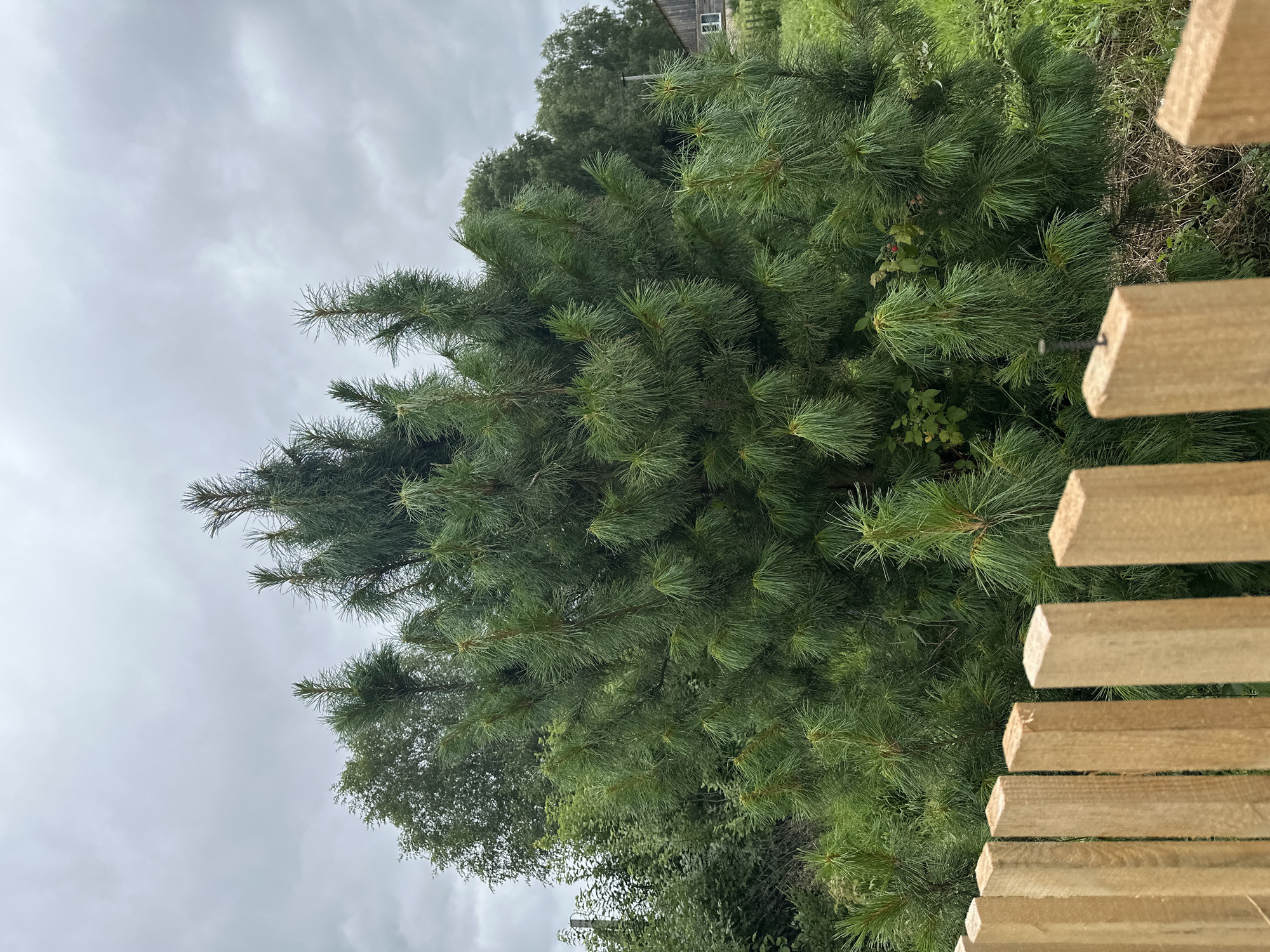 The image shows a dense pine tree in the foreground, with a wooden fence partially obscuring the lower portion of the frame. The sky is overcast with gray clouds. In the background, there are other trees and a small wooden house with a visible window. The scene appears to be in a rural or semi-rural setting, possibly a garden or yard. The overall impression is one of a natural, somewhat subdued landscape under a cloudy sky.