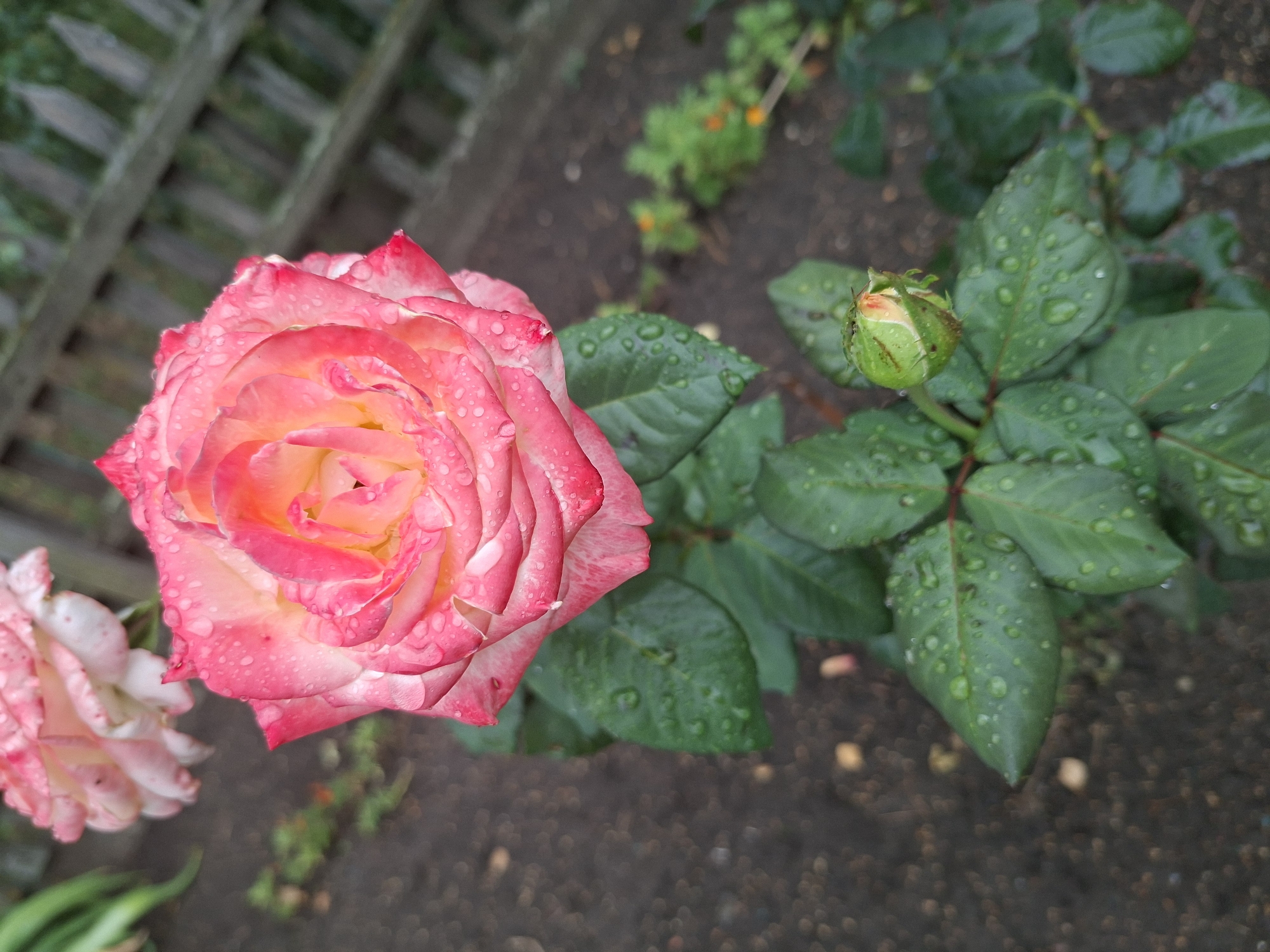 A pink and yellow rose in full bloom, covered in water droplets, is the central focus of this close-up shot. The rose is positioned slightly off-center to the right, with its petals unfurling in concentric layers. Behind it, a smaller, unopened rose bud is visible on the lower stem, also adorned with water droplets. The leaves are a deep green, lush, and also wet. The background consists of dark, damp soil with scattered small pebbles. A weathered wooden fence runs horizontally across the upper right portion of the image, and blurred greenery and a few small orange flowers are visible further in the background. The scene suggests an outdoor garden setting, possibly after a rain shower, in Oleksandropil, Ukraine.