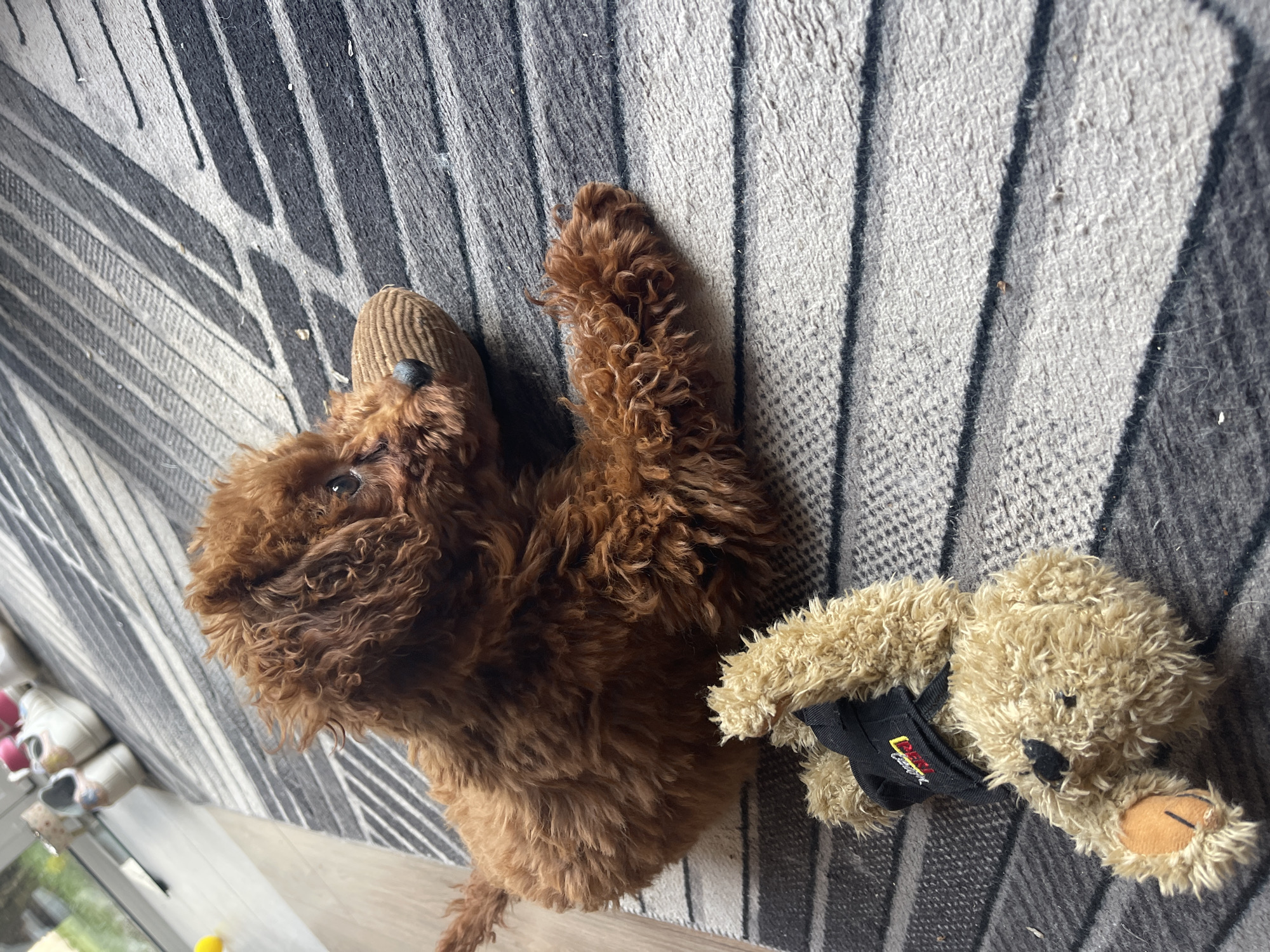 An overhead shot captures a brown, curly-haired dog, resembling a poodle, lying on a striped rug. The dog's rich auburn fur is prominent, and it is positioned facing upwards and slightly to the left of the frame, with its snout pointed towards what appears to be a window. Its eyes are visible, looking up.
Next to the dog, towards the right of the frame, lies a light brown, fluffy teddy bear. The teddy bear is wearing a small black bandana or scarf around its neck. On this bandana, a logo is visible, featuring the word "COOL" in red capital letters, with additional yellow text underneath that is less distinct.
The rug beneath them features a pattern of alternating grey and white/light grey stripes of varying widths. Bright, natural light illuminates the scene, suggesting it is daytime. In the lower-left corner, near what appears to be a window or glass door, a glimpse of light-colored shoes and possibly a wooden floor or window sill is visible, suggesting an indoor setting. The shadows cast on the rug indicate direct sunlight entering the room. The overall scene conveys a relaxed atmosphere in a domestic setting in Sofia, Bulgaria.