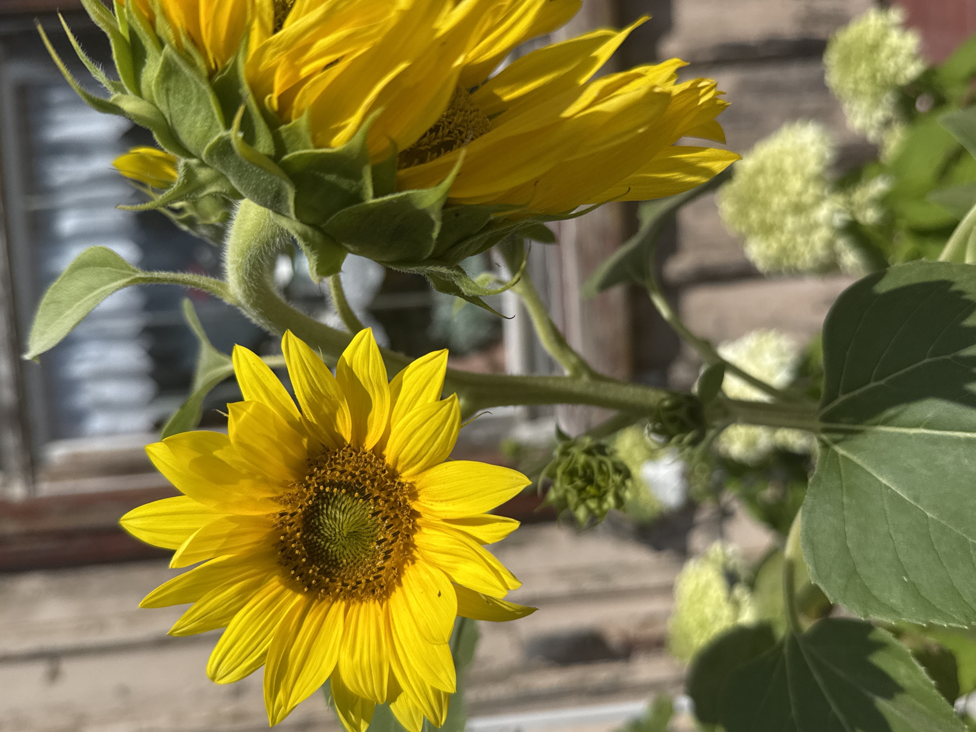 The image depicts a close-up view of two sunflowers in a garden setting. The sunflower on the left is in full bloom, with bright yellow petals radiating from a central disc of dark seeds. The sunflower on the right is partially visible, with its head tilted downwards and its yellow petals drooping. Both sunflowers have thick, green stems and large, textured leaves. In the background, a blurred image of a wooden building with windows can be seen, suggesting an outdoor environment near a structure. The overall lighting suggests a sunny day. There is no indication of people or specific actions. The location is not discernible from the image itself, and therefore, any connection to Walkenried, Germany cannot be confirmed.