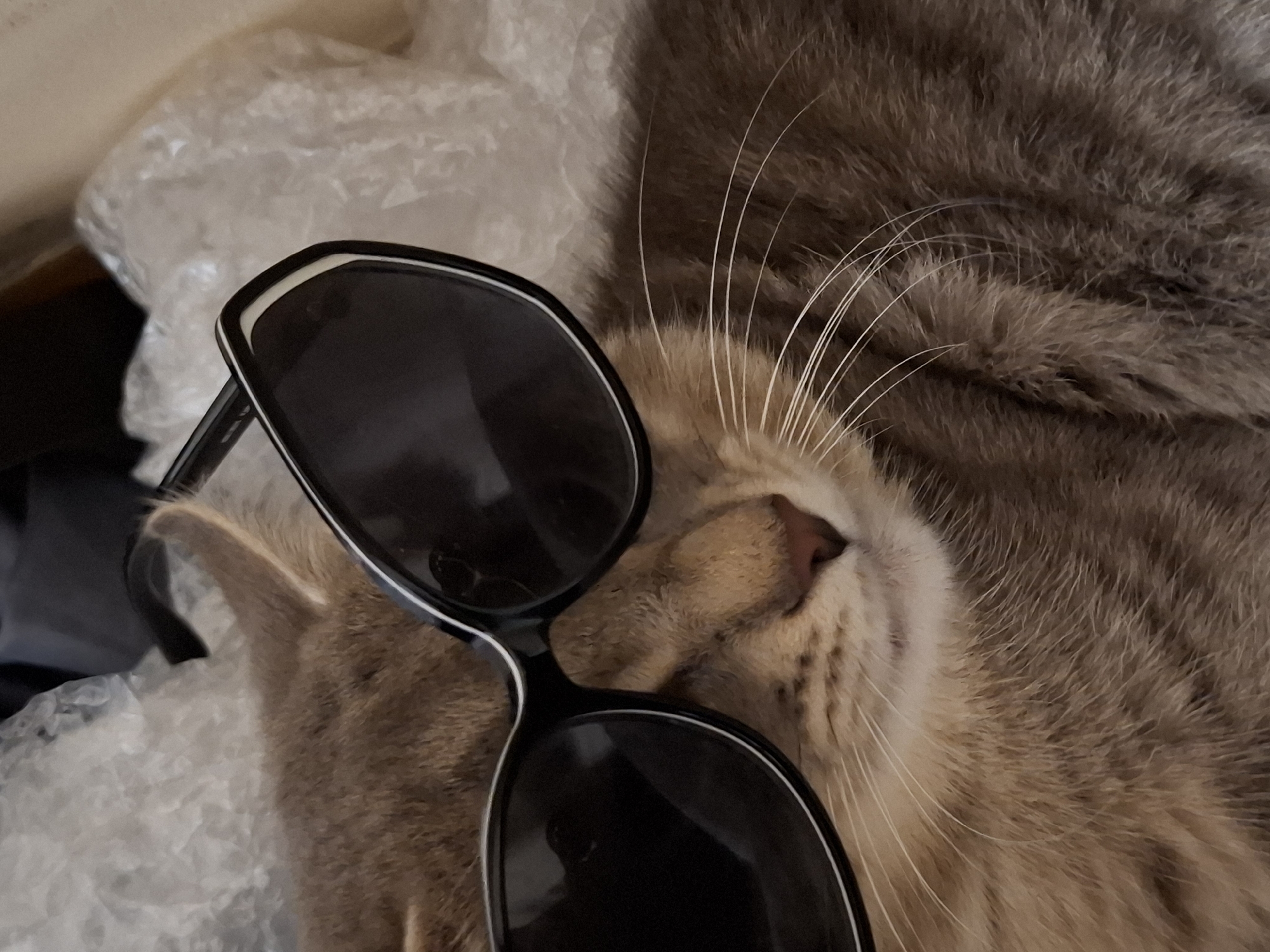 A close-up indoor shot features a cat with closed eyes and sunglasses placed on its face. The cat has brown fur, whiskers and a visible pink nose. The sunglasses are black with a white outline on the frame. The cat rests on some bubble wrap. While the location is presumed to be Novi Sad, Serbia, there is no element within the image to confirm it.