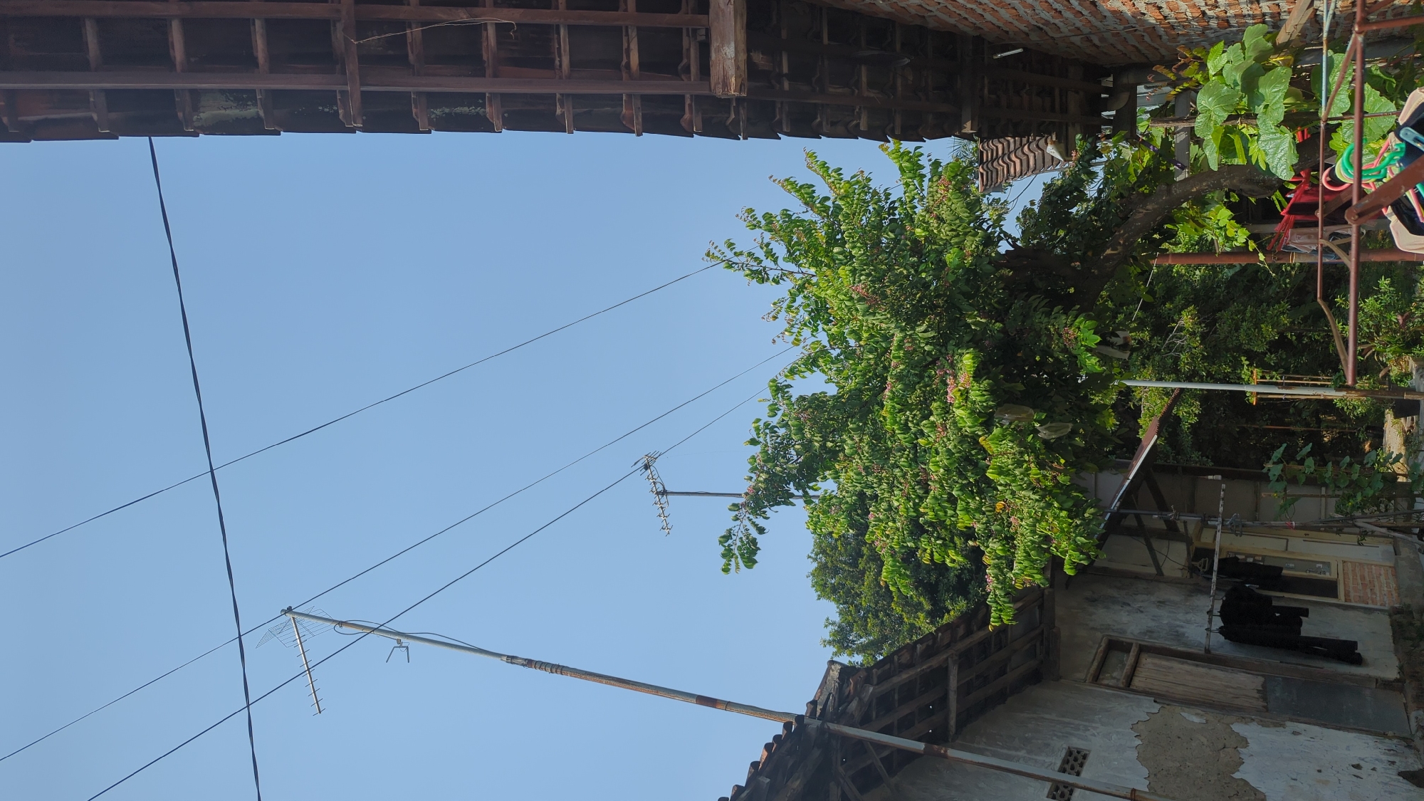 The image depicts an outdoor scene with a clear blue sky. In the foreground, there are houses with tiled roofs and weathered walls, one appearing to be made of brick. A tree with lush green leaves and some small pinkish fruit is prominent in the center of the frame. Several dark electrical wires stretch across the sky. On the left side, a tall pole with an antenna is visible. Clothes are hanging on a clothesline in front of one of the houses. The overall impression is a residential area, likely in a rural or semi-urban setting, given the presence of antennas and the rustic appearance of the buildings. The image does not contain any people or explicit indicators of the specific city, other than the user's prompt mentioning Penjor, Indonesia.