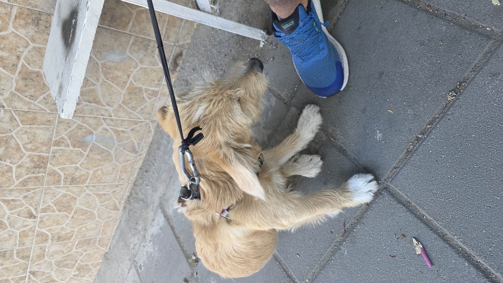 A medium-sized, light-tan dog is lying on a sidewalk composed of gray paving stones and brown tiles. The dog is wearing a harness attached to a black leash. A person's foot wearing a blue athletic shoe is visible near the dog's head. A white metal table leg is visible in the upper left of the frame. A small piece of pink garbage lies on the sidewalk near the dog's paws. The location is Blagoevgrad, Bulgaria.