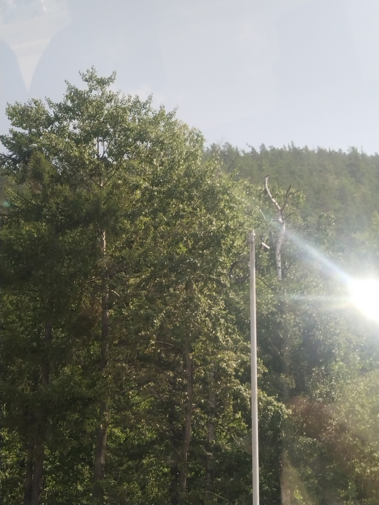In Turka, Russia, the image shows a dense forest with various trees, mostly deciduous. The foreground is dominated by large trees with green foliage. A tall, thin, white pole, likely a utility pole, stands in the mid-ground, slightly off-center to the left. To the right of the pole, a skeletal, bare tree branch with a distinctive V-shape is visible, contrasting with the surrounding greenery. Sunlight flares brightly from the right side of the image, creating a lens flare that obscures some details in that area. In the background, the forest continues, with the trees forming a dense, undulating line against a hazy, pale blue sky. The overall impression is a natural, outdoor scene, possibly a rural or wooded area on the outskirts of a settlement.