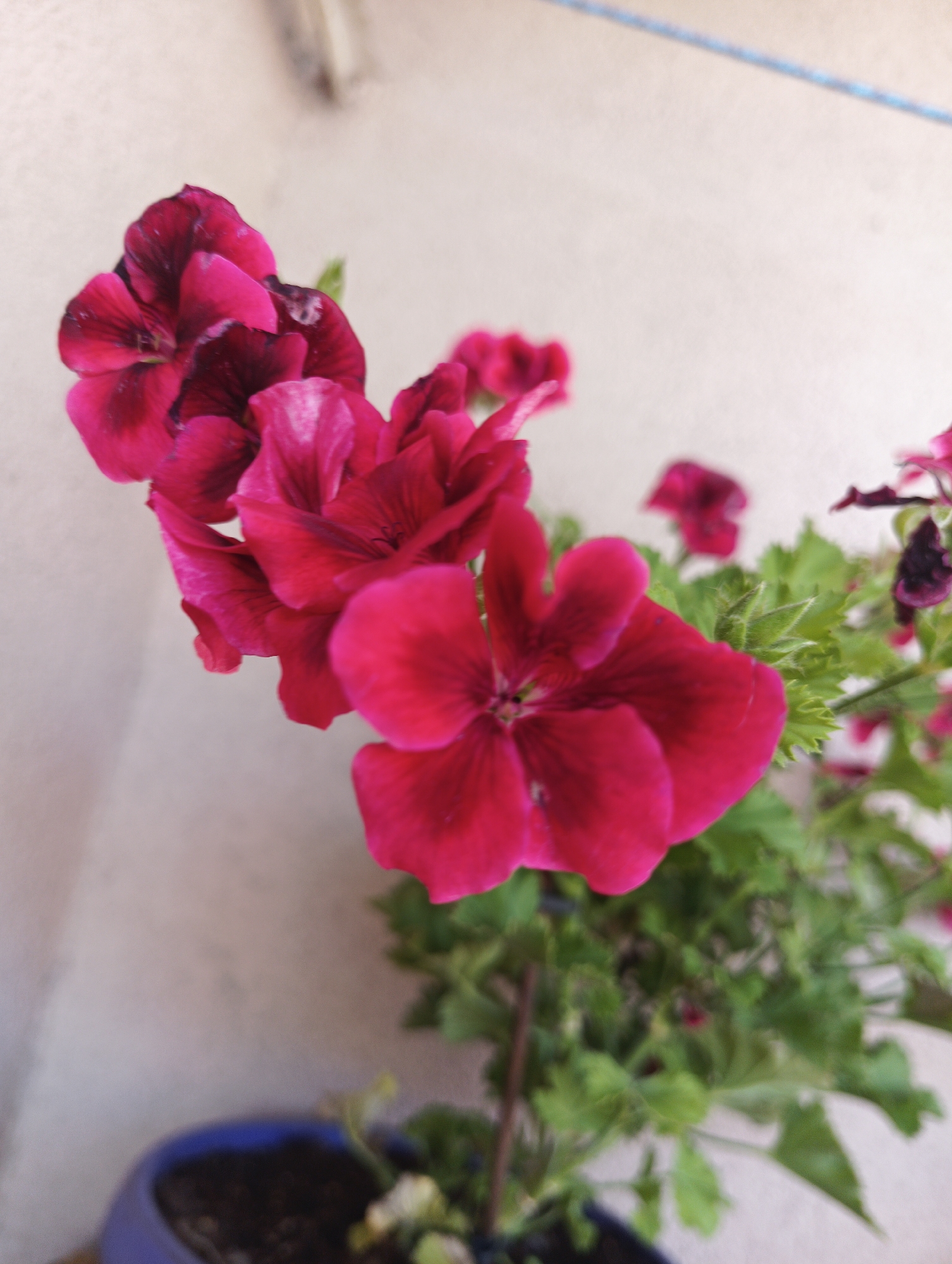 A close-up, shallow depth of field shot captures a cluster of vibrant pink and deep red geranium flowers. The flowers are the primary subject, with their petals unfurled and some showing darker, almost black, veining. The background is a textured, light-colored wall, out of focus, with a thin blue cord stretching diagonally across the upper portion of the image. In the bottom left corner, a portion of a blurred blue pot filled with dark soil is visible, suggesting the plant is in a container. The image appears to be taken outdoors, likely on a balcony or patio, given the wall texture and the presence of a potted plant. There are no people or animals present. The scene is clean and static, focused solely on the floral arrangement and its immediate surroundings. This image was taken in the city of Karnobat, Bulgaria.