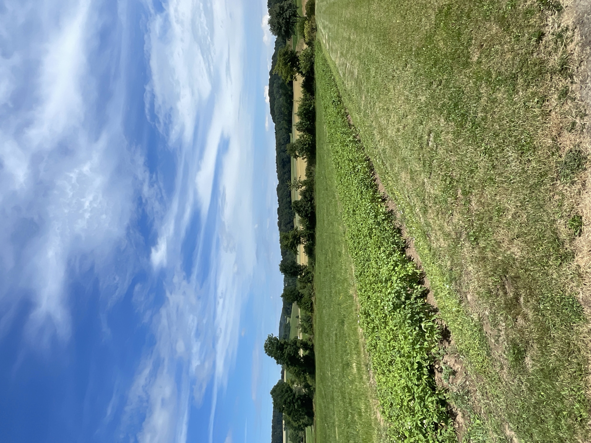 The image depicts a rural landscape in Christerode, Germany, under a bright blue sky with wispy white clouds. In the foreground, a long, narrow row of lush green plants, possibly potatoes, stretches diagonally across the frame. Adjacent to this cultivated area is a well-maintained lawn. In the middle ground, a rolling green field extends towards a distant treeline composed of various trees. Beyond the trees, gentle hills are visible, with patches of what appear to be harvested fields in the distance. The overall scene is one of natural beauty and agricultural activity.