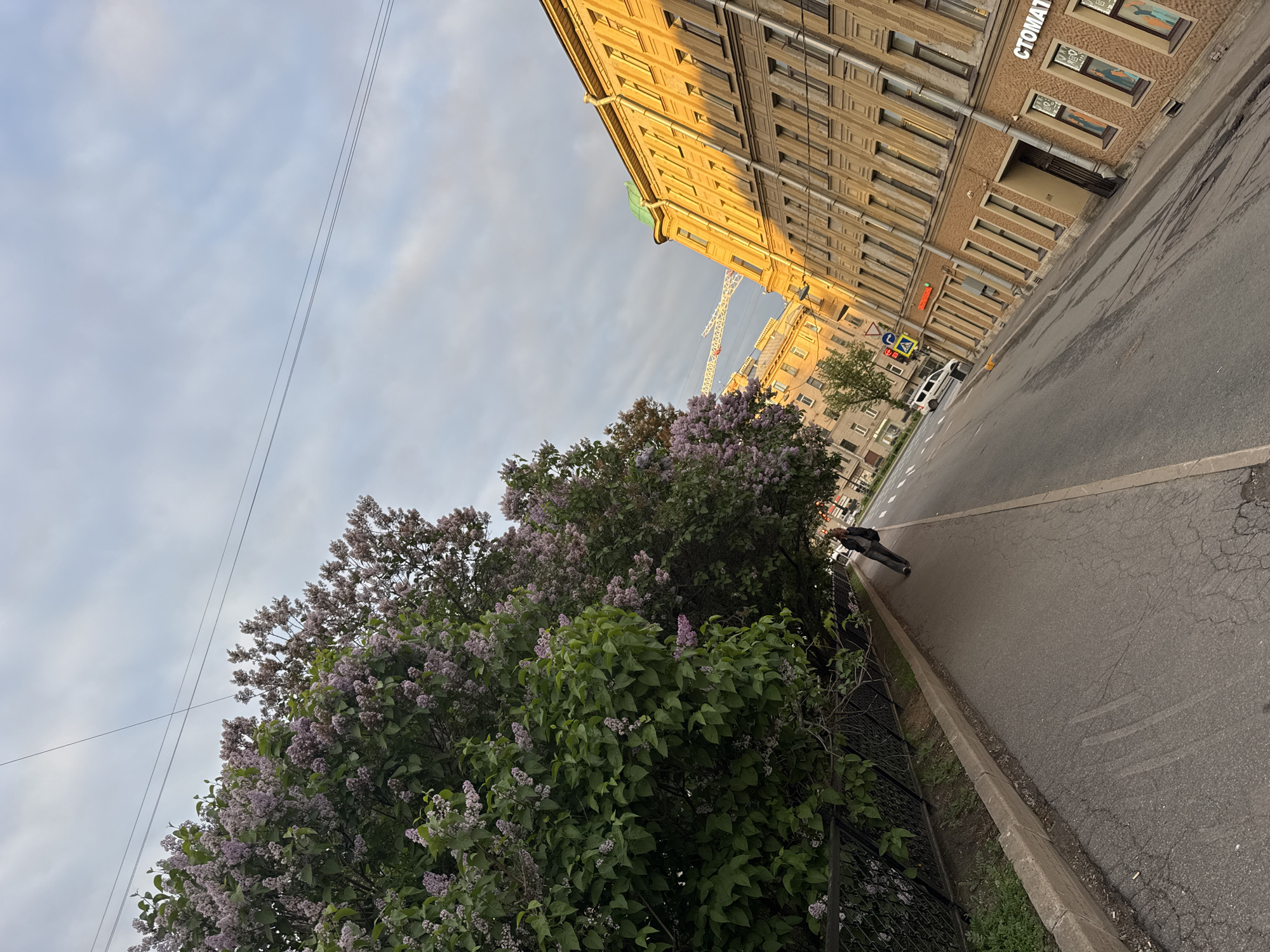 This media file presents an urban street scene, likely captured during late afternoon or early evening, given the soft, warm light illuminating the buildings. The image is oriented with the street and buildings appearing on the right side, and a large flowering tree and sky on the left.
The primary subjects include a multi-story building, a street, a sidewalk, and a prominent lilac bush or tree in full bloom. The building, visible on the right, is a large, ornate structure with numerous windows, painted in a light yellowish-brown hue, suggesting an older architectural style. Its facade catches a warm, diffused light. Adjacent to the building is an asphalt street with subtle white road markings, separated from a sidewalk by a concrete curb.
On the left side, a dense, large lilac bush or tree is a vibrant element, covered profusely with light purple blossoms and green leaves. A dark metal fence runs along the base of this vegetation. One person, dressed in dark clothing, is visible walking away from the camera on the sidewalk. Further down the street, a white car can be seen, and a tall, white construction crane rises above the distant buildings. Overhead power lines traverse the sky.
The sky is predominantly overcast with soft gray clouds, though patches of brighter sky are discernible. The extensive lilac blossoms strongly suggest the time of year is late spring or early summer.
Visible text on the side of the building clearly spells out "СТОМАТОЛОГИЯ," which translates to "Dentistry" or "Dental Clinic" in Russian, serving as a key location cue. The architectural style and the Russian text are consistent with a setting in Saint Petersburg, Russia. The overall scene conveys a calm, everyday urban atmosphere.