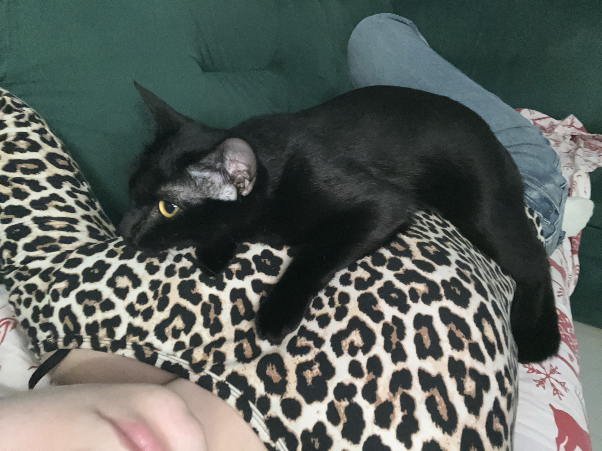 A black cat is lying on a person's lap. The person is wearing a leopard-print top and blue jeans. The cat's yellow eyes are visible. The background shows a green couch and a bed with a white and red patterned sheet. The location is Chaikovsky, Russia.