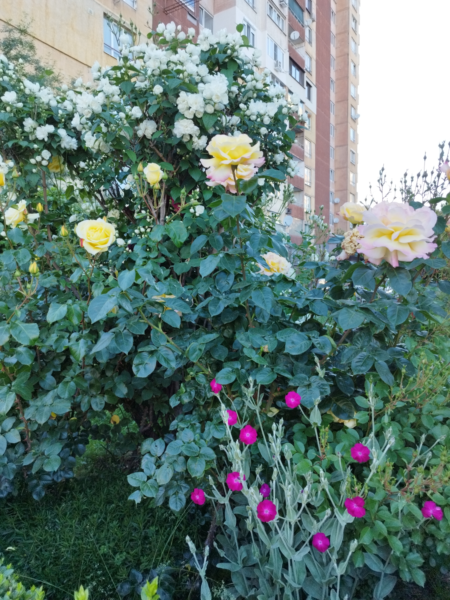 The image shows a flower garden in Sofia, Bulgaria, with a variety of flowering plants in front of a multi-story apartment building. In the foreground, there are rose bushes with yellow and cream-colored roses in full bloom. There are also smaller plants with vibrant pink flowers interspersed among the rose bushes. The leaves of the various plants are a mix of greens and silvers. The building in the background is beige with brown accents and several visible windows and balconies. The sky above is overcast and bright.
