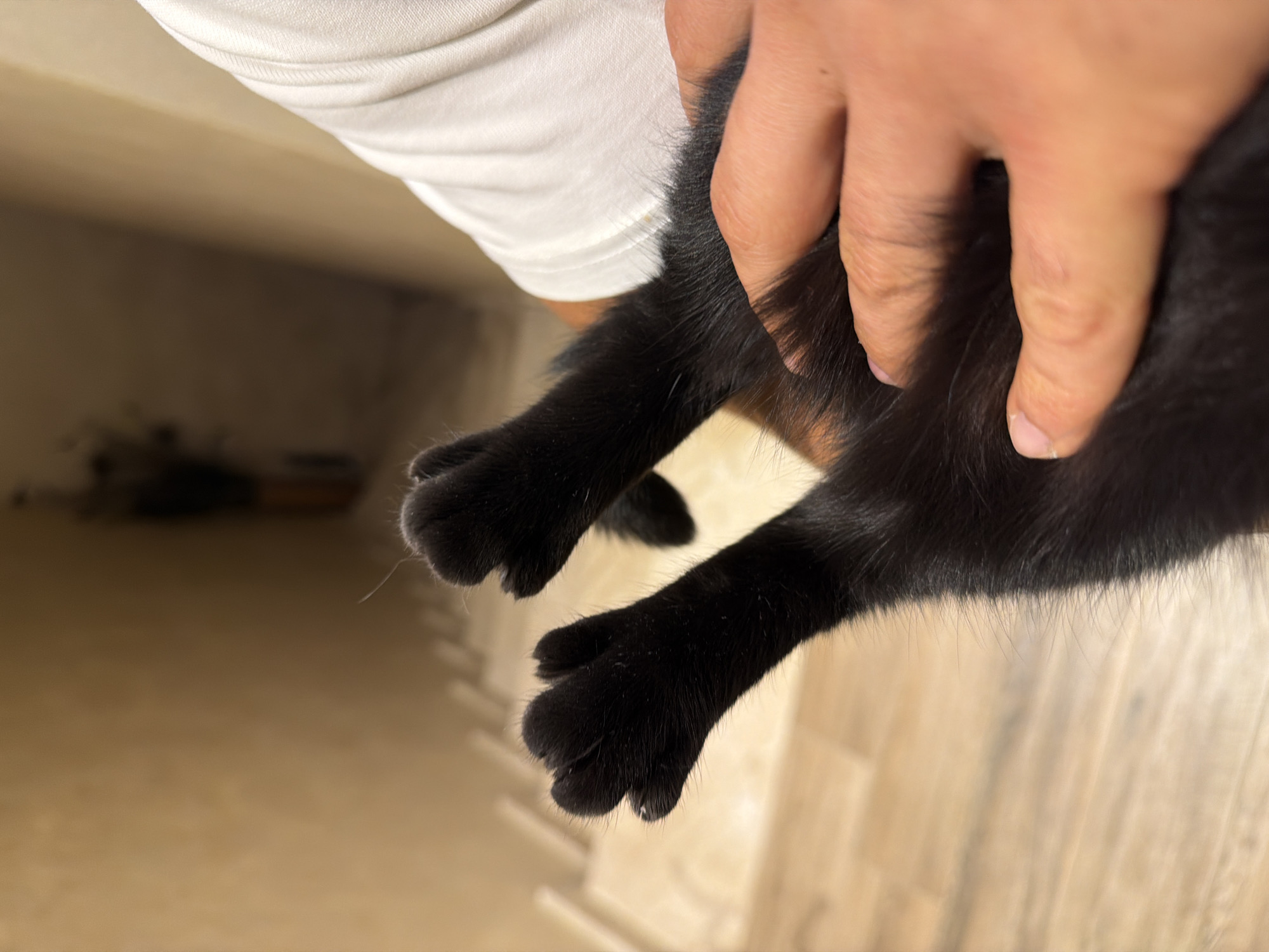 The image shows a close-up of a person's hands holding a black cat's hind legs and paws. The cat's paws are splayed, with individual toes and claws visible. The cat's fur is black and appears soft. The hands are light-skinned and are gently cupping the cat's legs. The background is out of focus, but appears to be an indoor setting with a wooden floor and a light-colored wall. There is no identifiable location within the city of Gabrovo, Bulgaria.