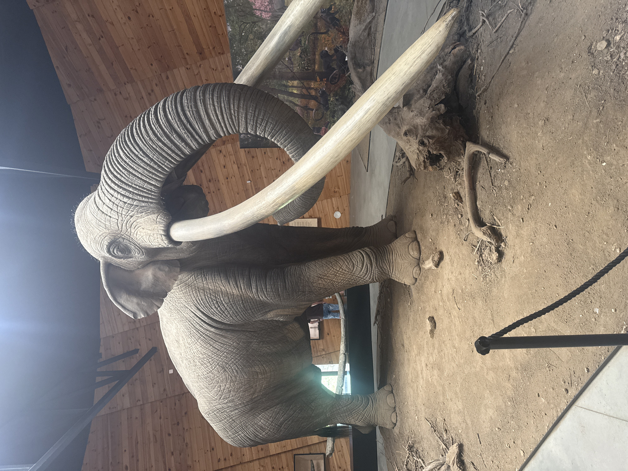 The image shows a full-body taxidermy exhibit of a large elephant with impressive tusks. The exhibit is situated indoors, in a space with wooden paneled walls and a dark ceiling with exposed beams. The elephant is posed in a naturalistic setting, with a dirt floor, scattered branches, and a painted backdrop depicting a forest scene with other animals. A rope barrier with a black post is in the foreground. In the background, a person is visible standing near a window, looking out. The overall impression is of a museum or educational display. The location is identified as the Dinosaur and Ancient World Museum in Dorkovo, Bulgaria.